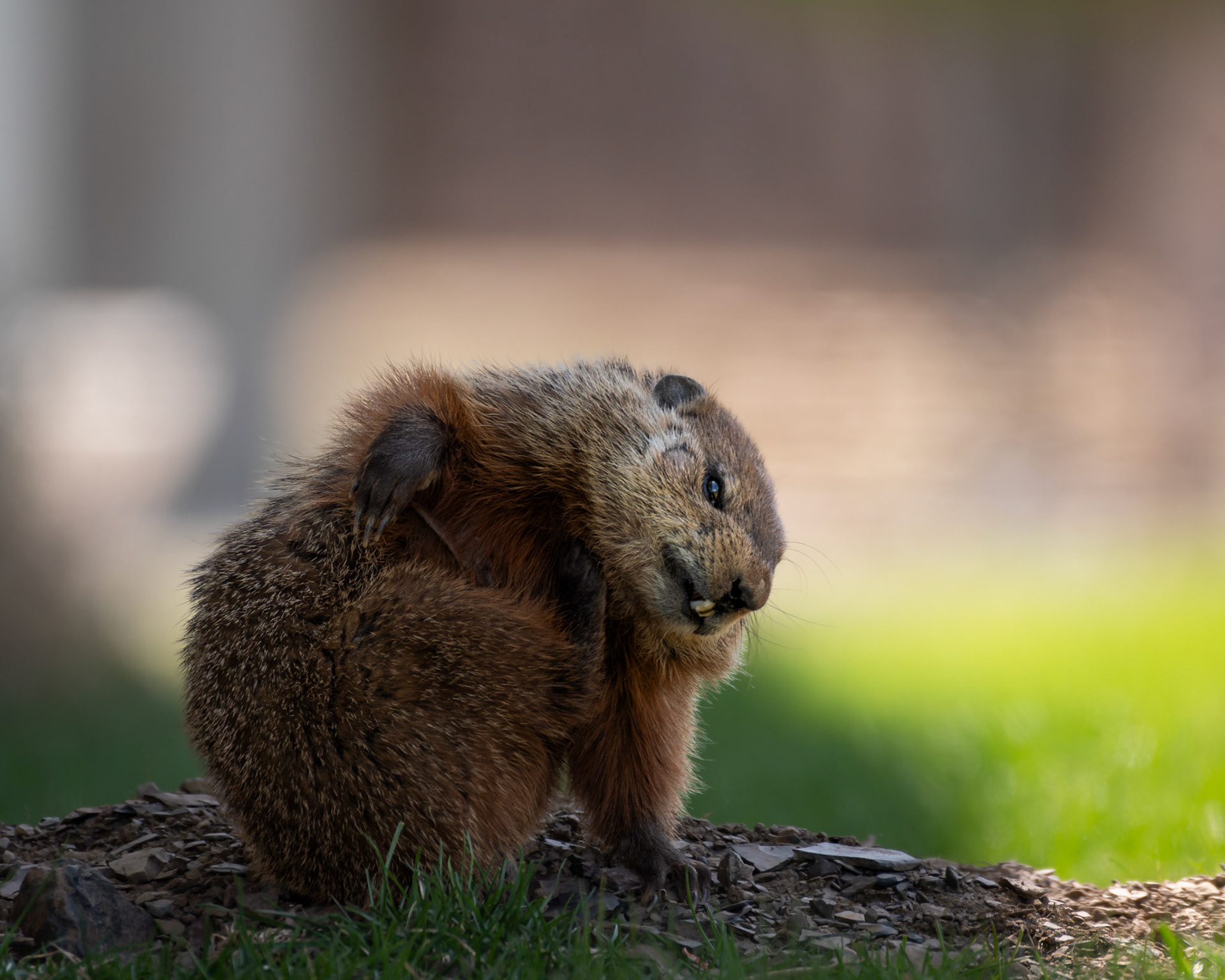 Marmotte commune / Groundhog