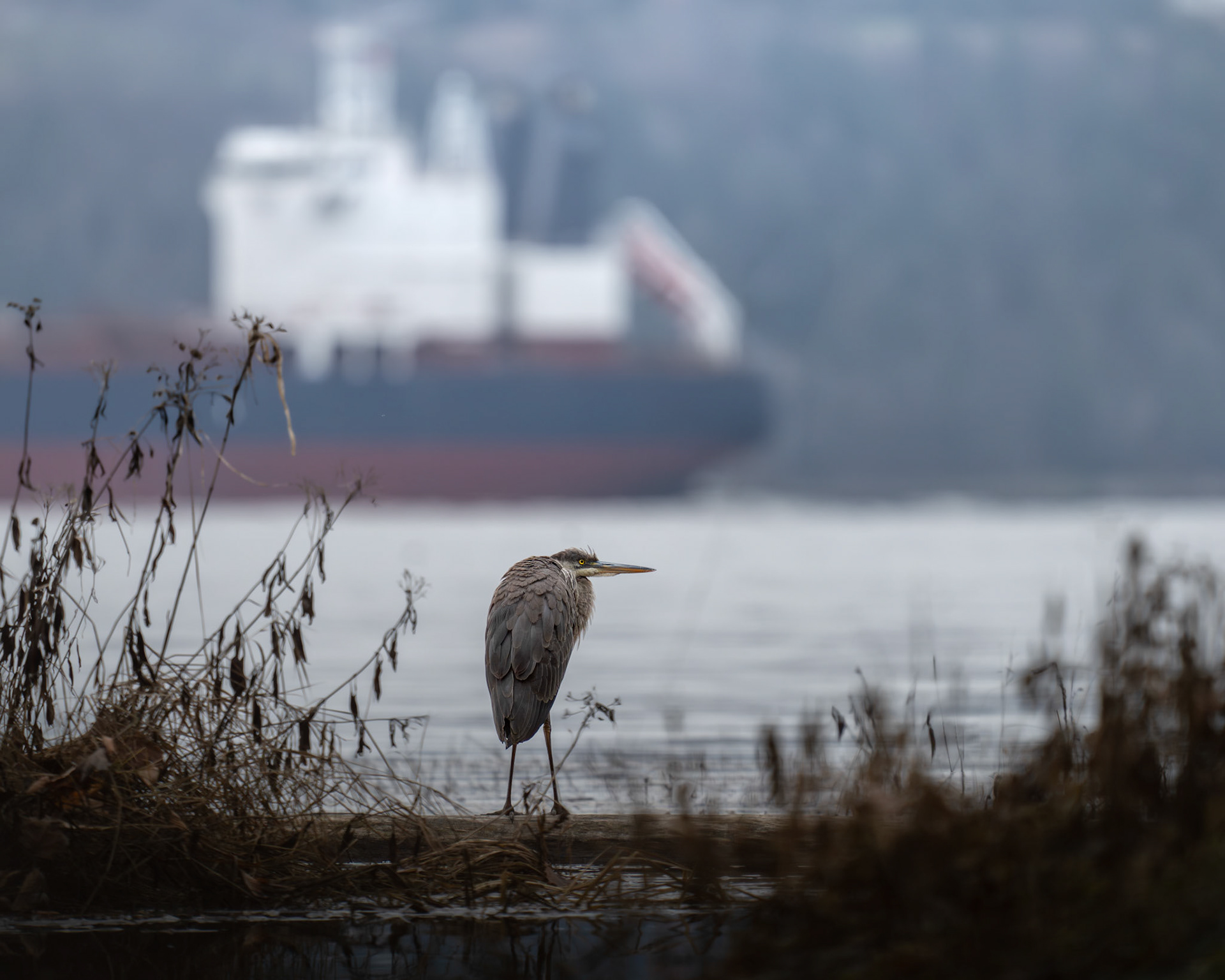 Grand héron / Great blue heron