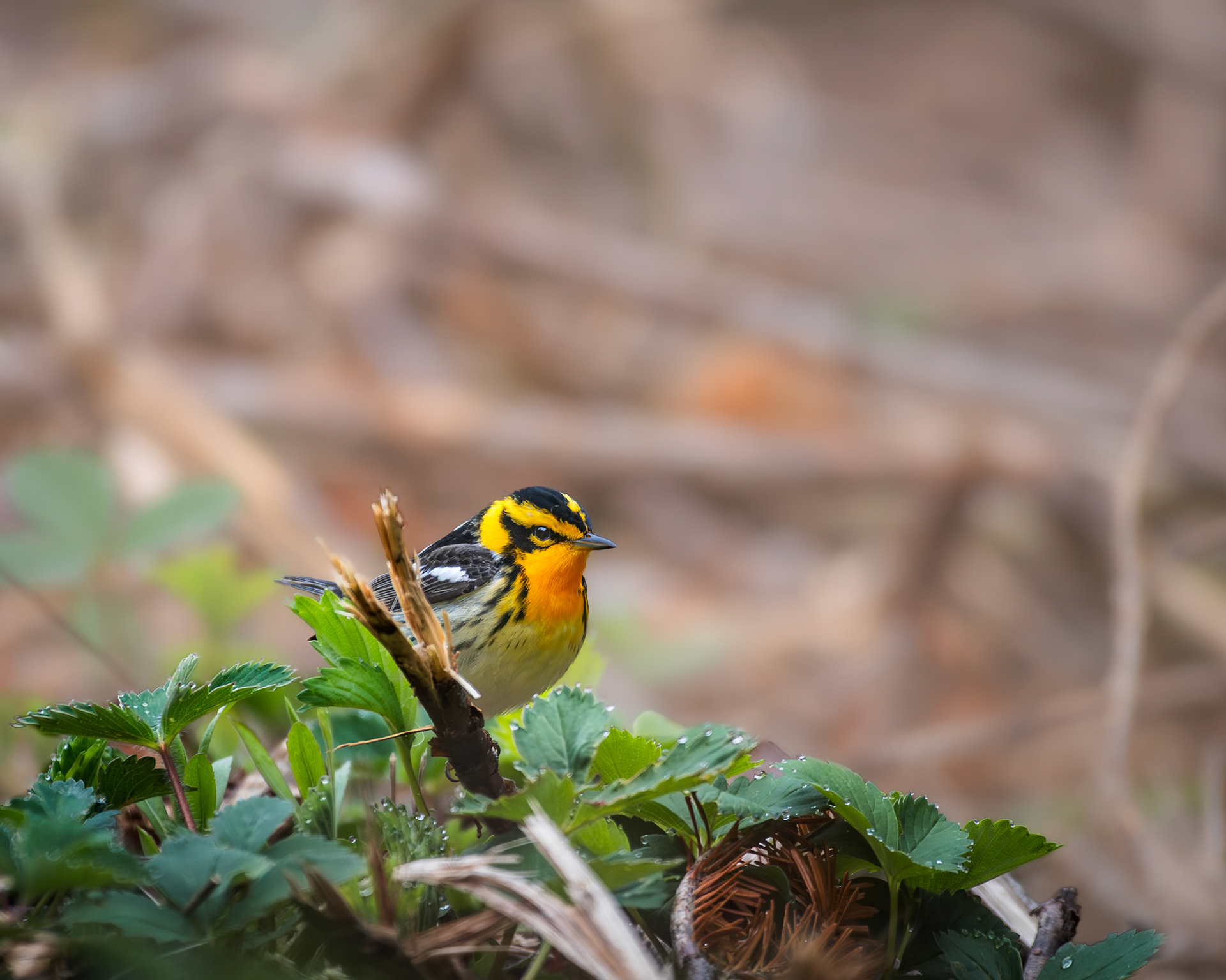 Paruline à gorge orangée / Orange-throated warbler