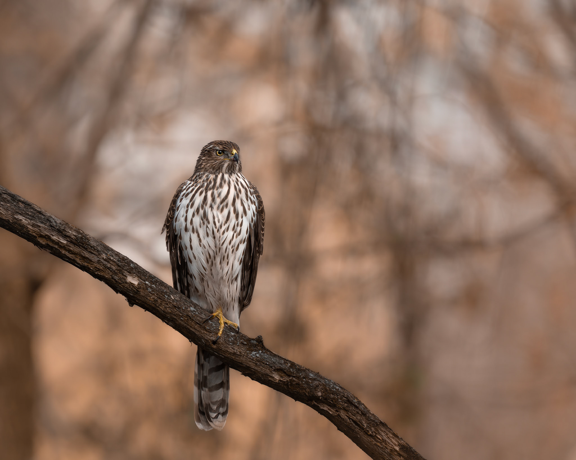Épervier de cooper / Cooper's hawk