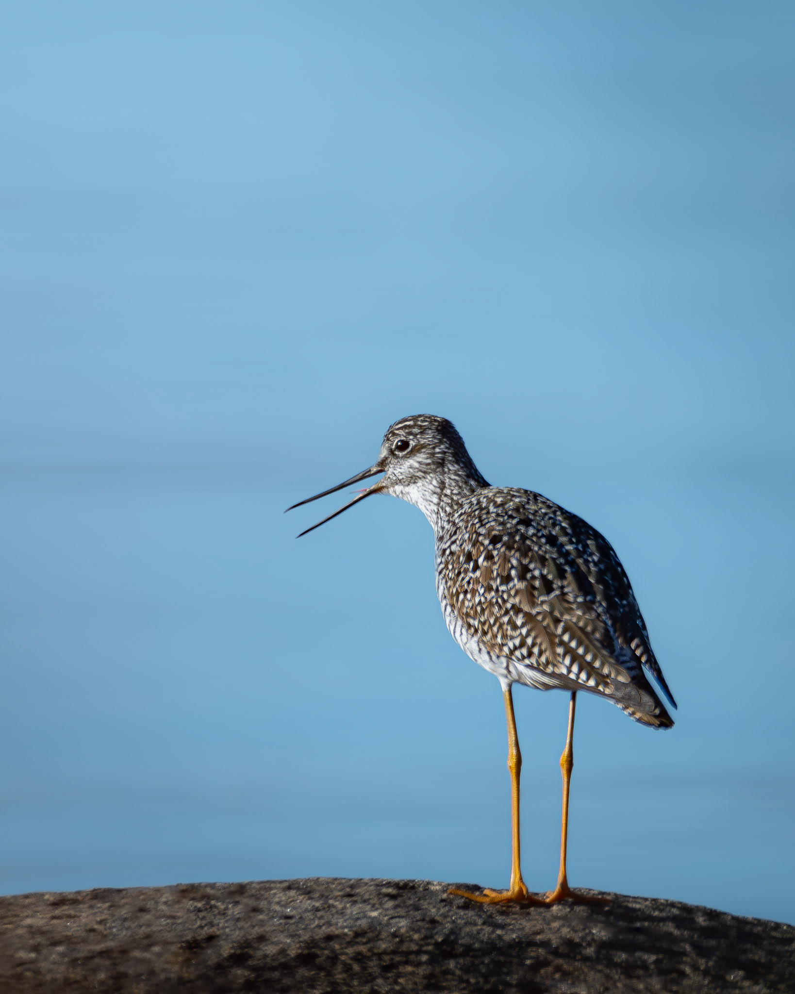 Petit chevalier / Lesser yellowlegs