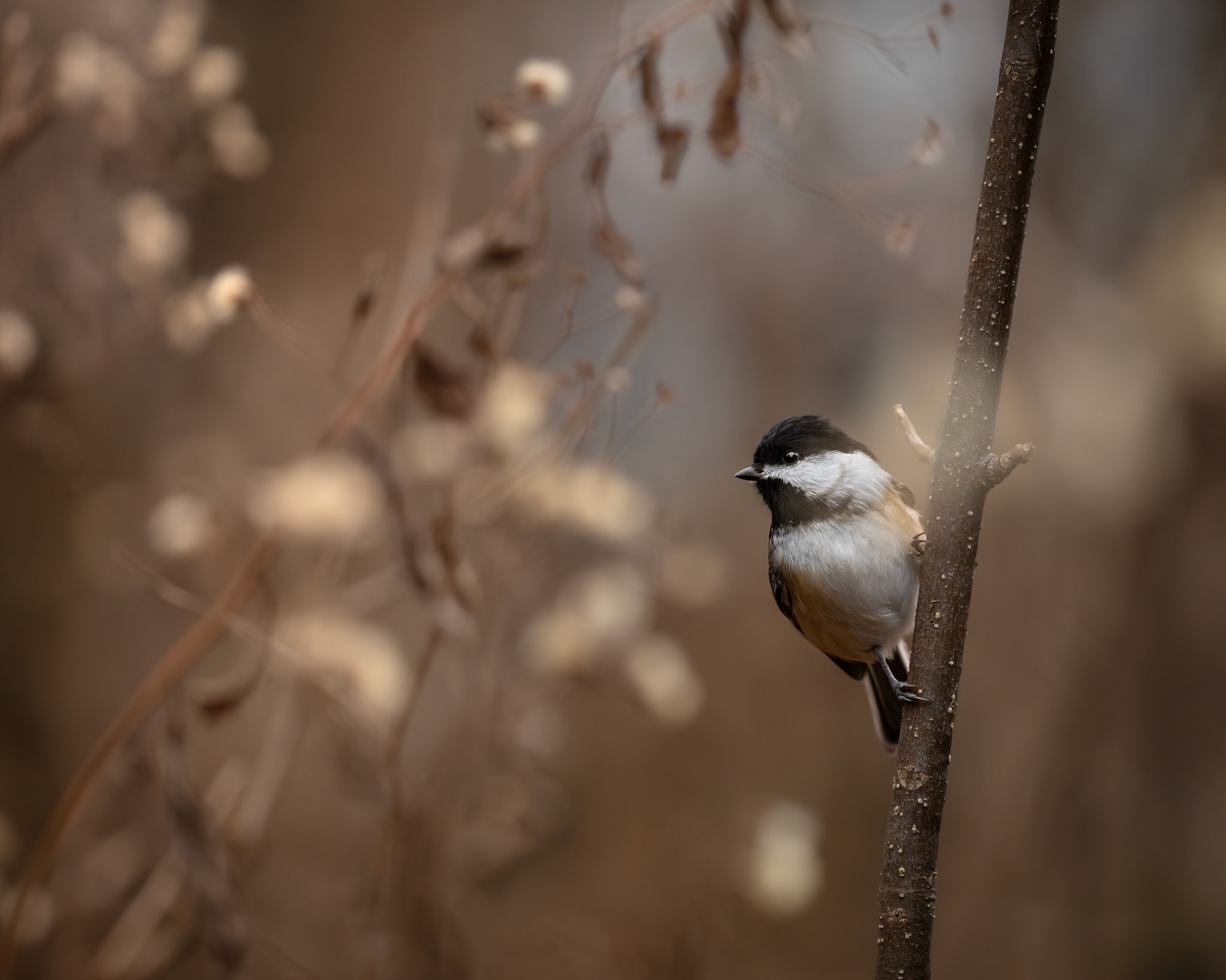 Mésange à tête noire / Black-capped chickadee