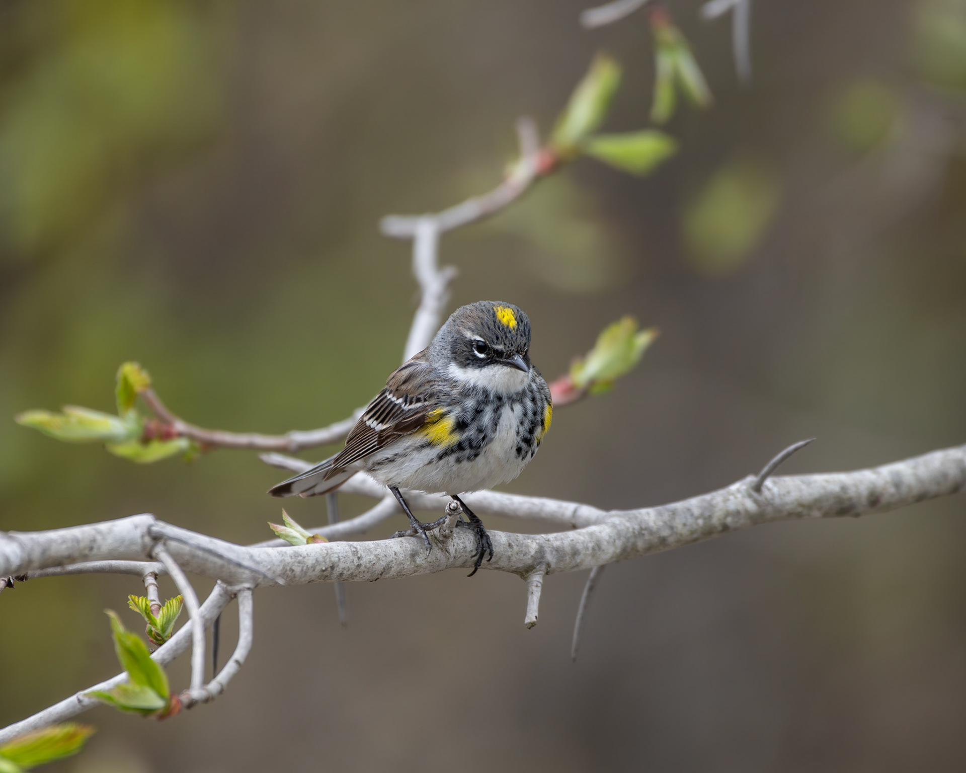 Paruline à croupion jaune / Yellow-rumped warbler