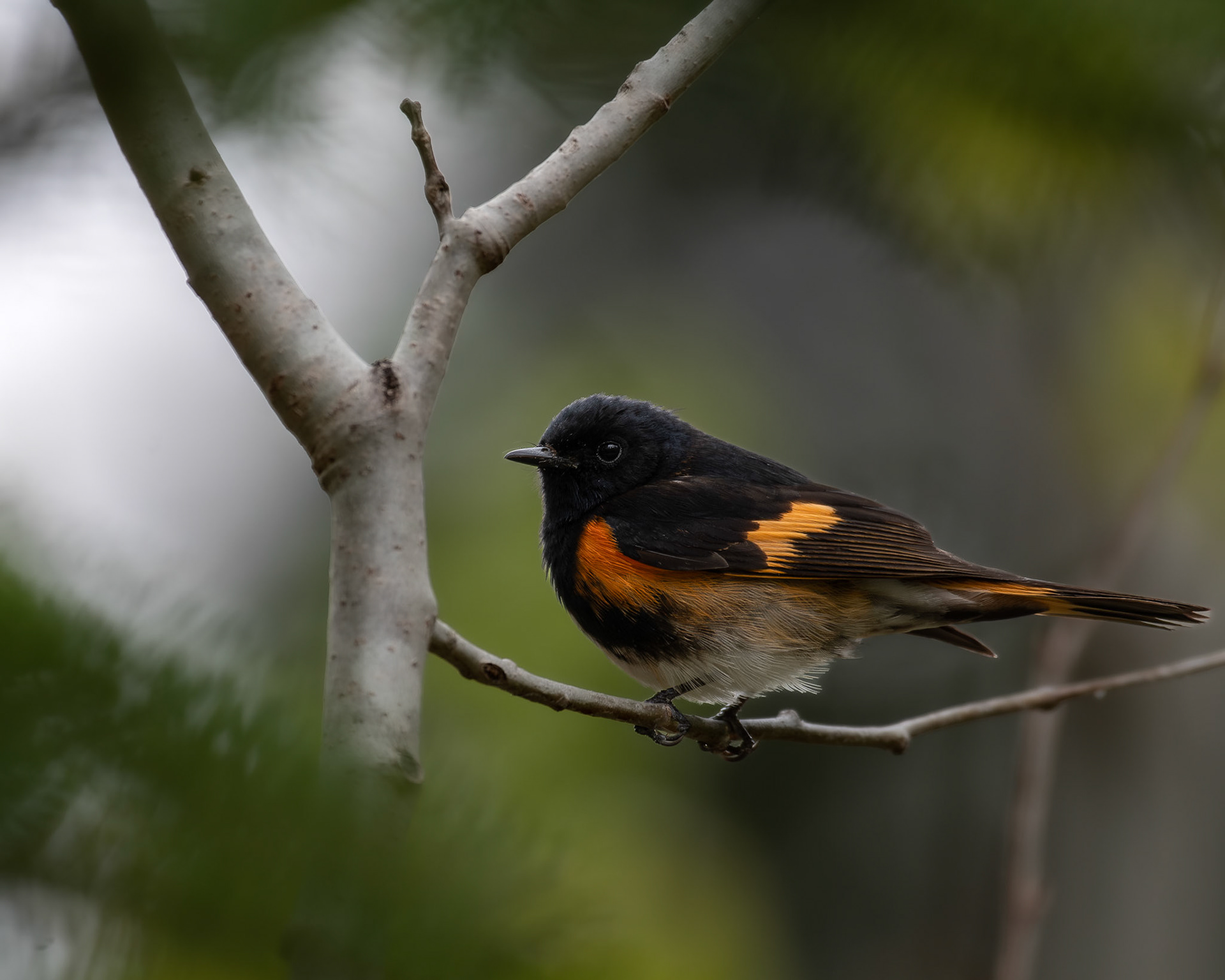 Paruline flamboyante / Red-hot warbler