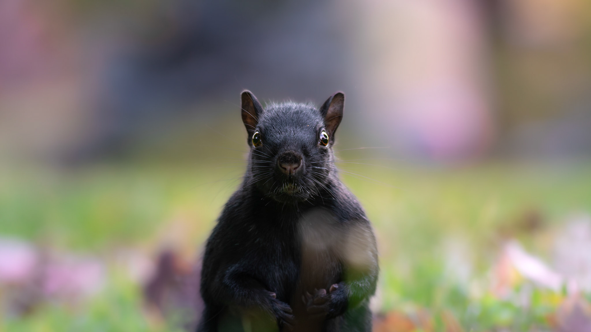 Écureuil noir / Black squirrel