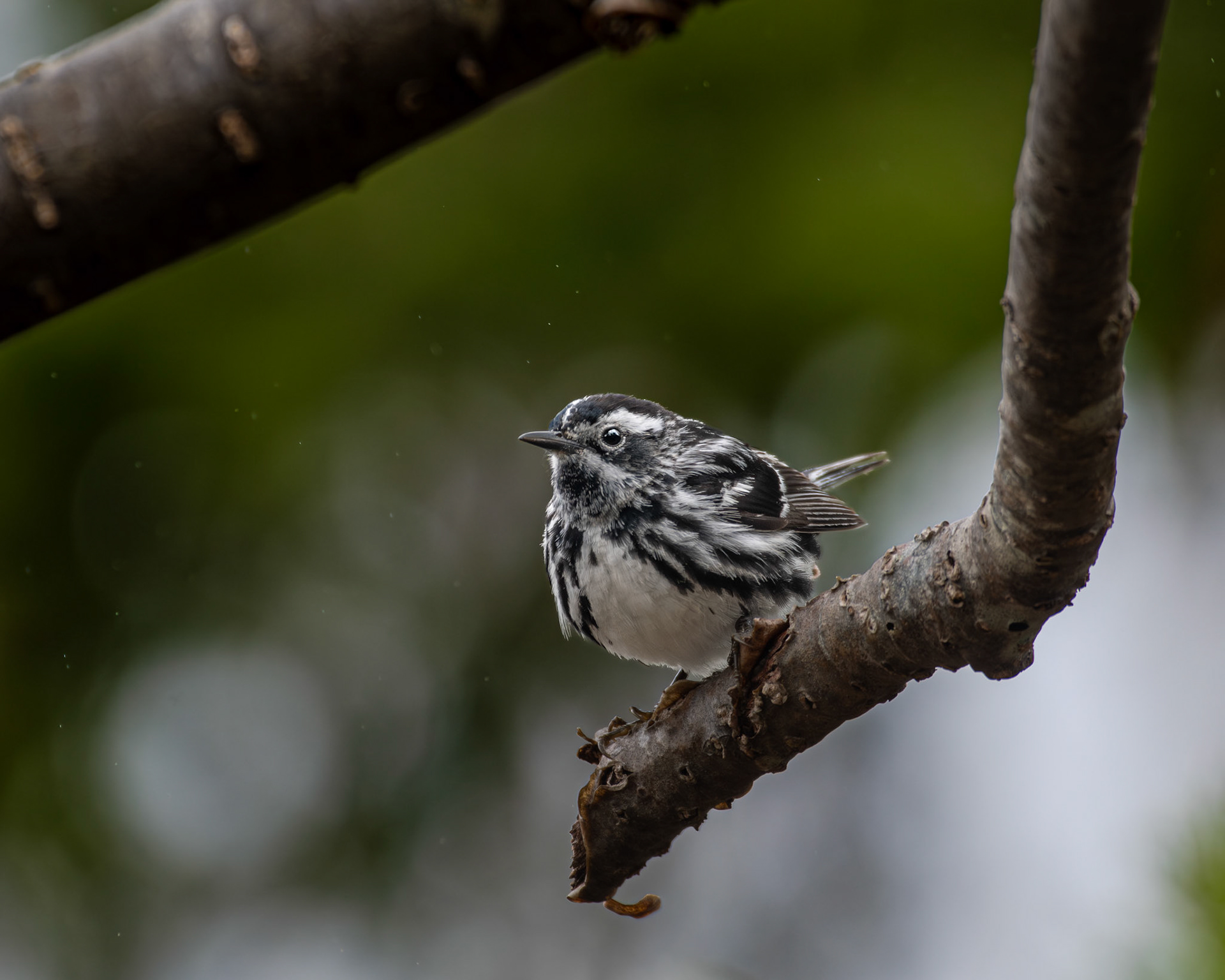 Paruline noire et blanc / Black and white warbler