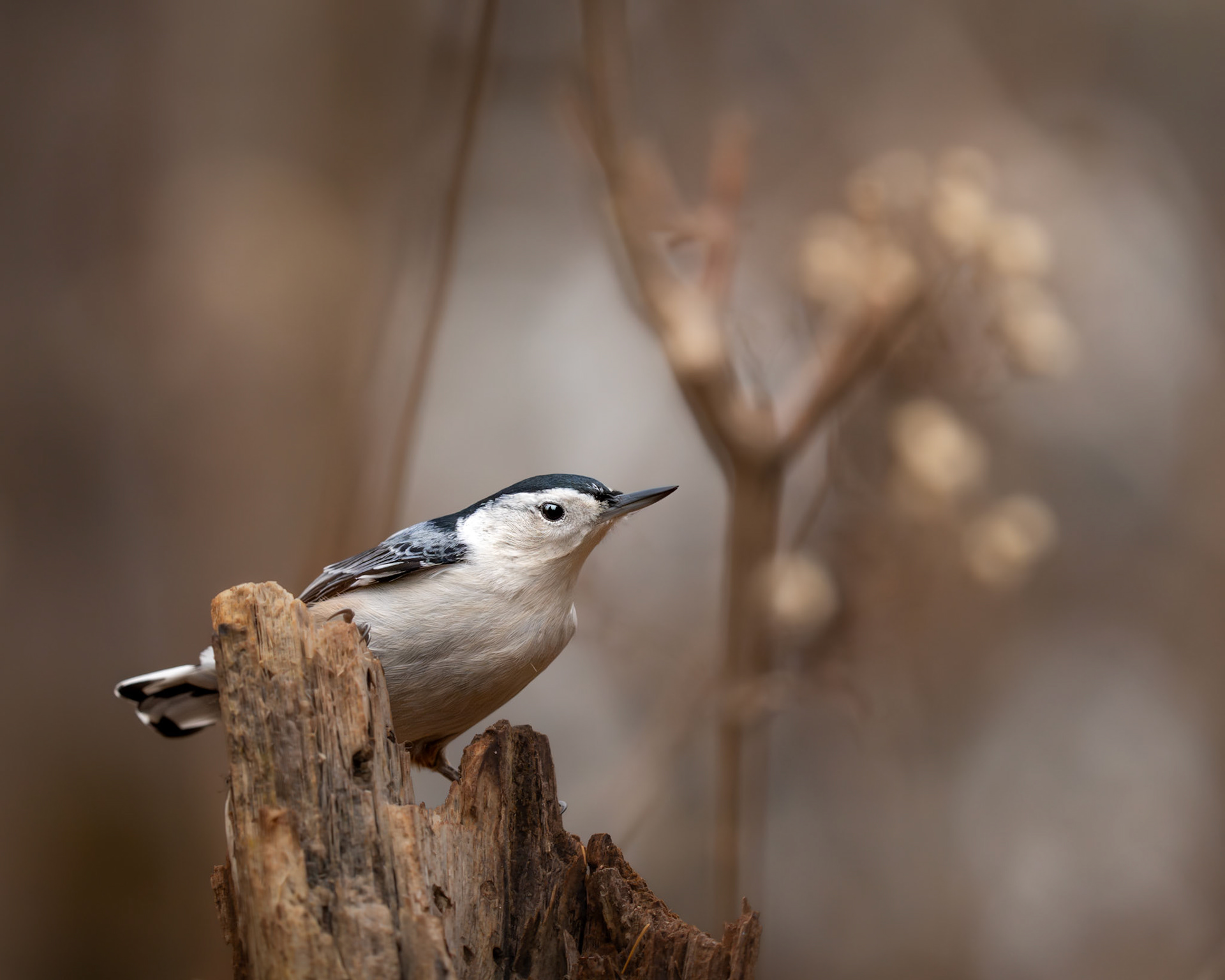 Sitelle à poitrine blanche / White-breasted nuthatch