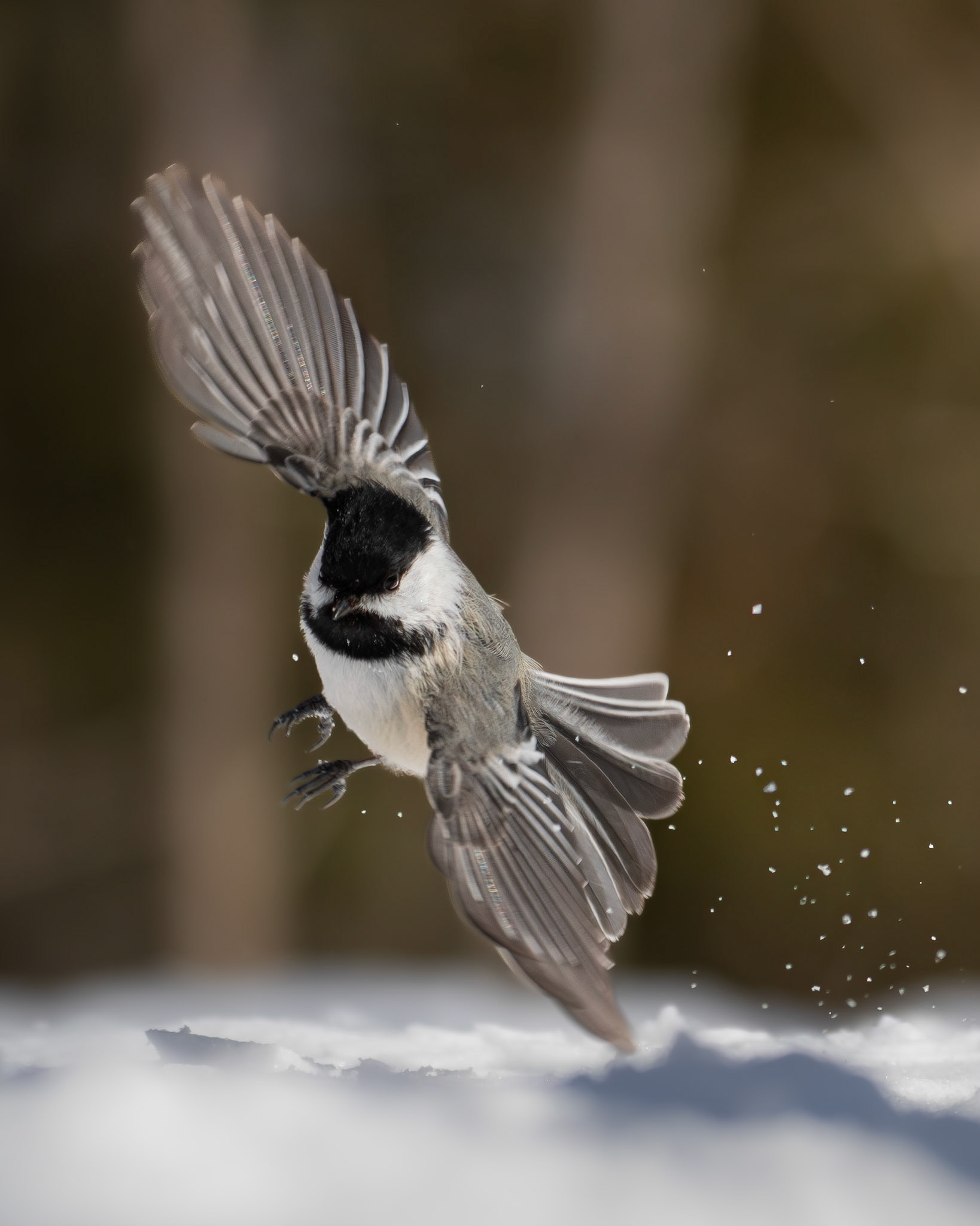 Mésange à tête noire / Black-capped chickadee