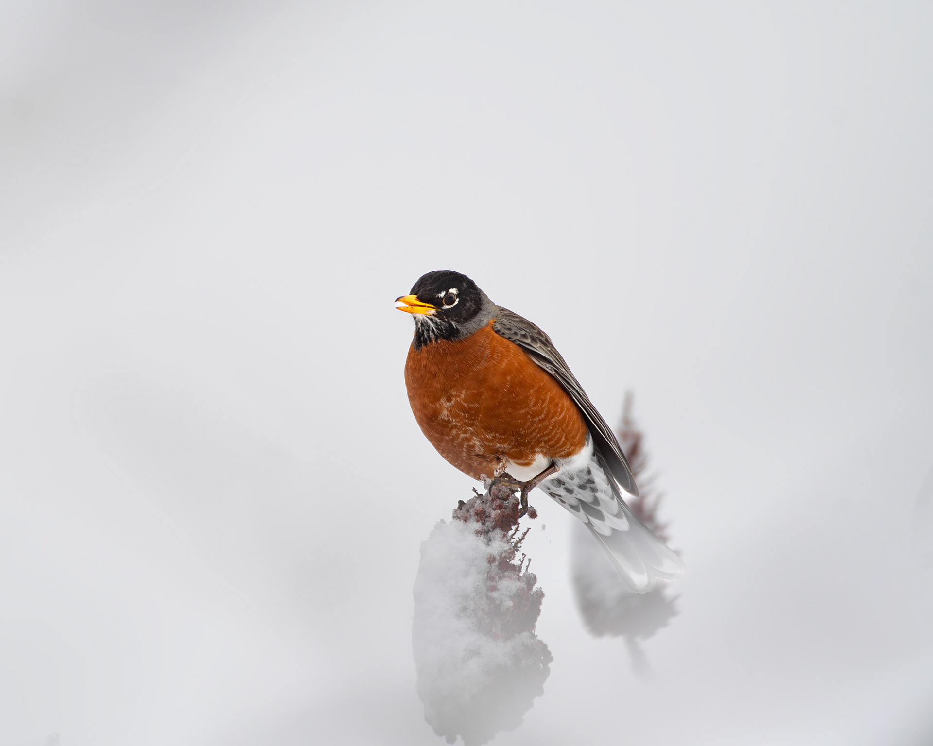 Merle d'amérique / American robin