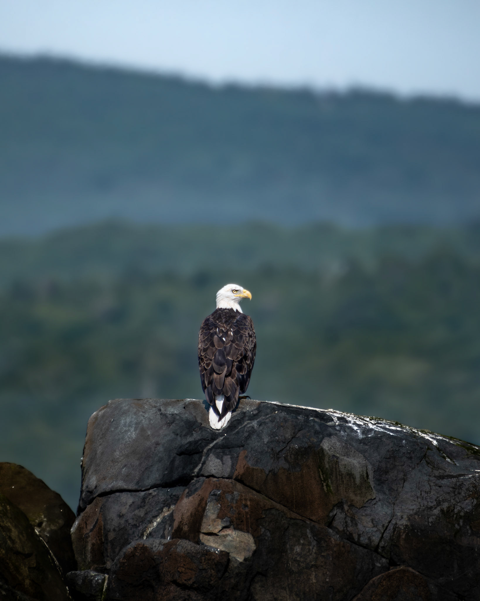 Pygargue à tête blanche / Bald eagle