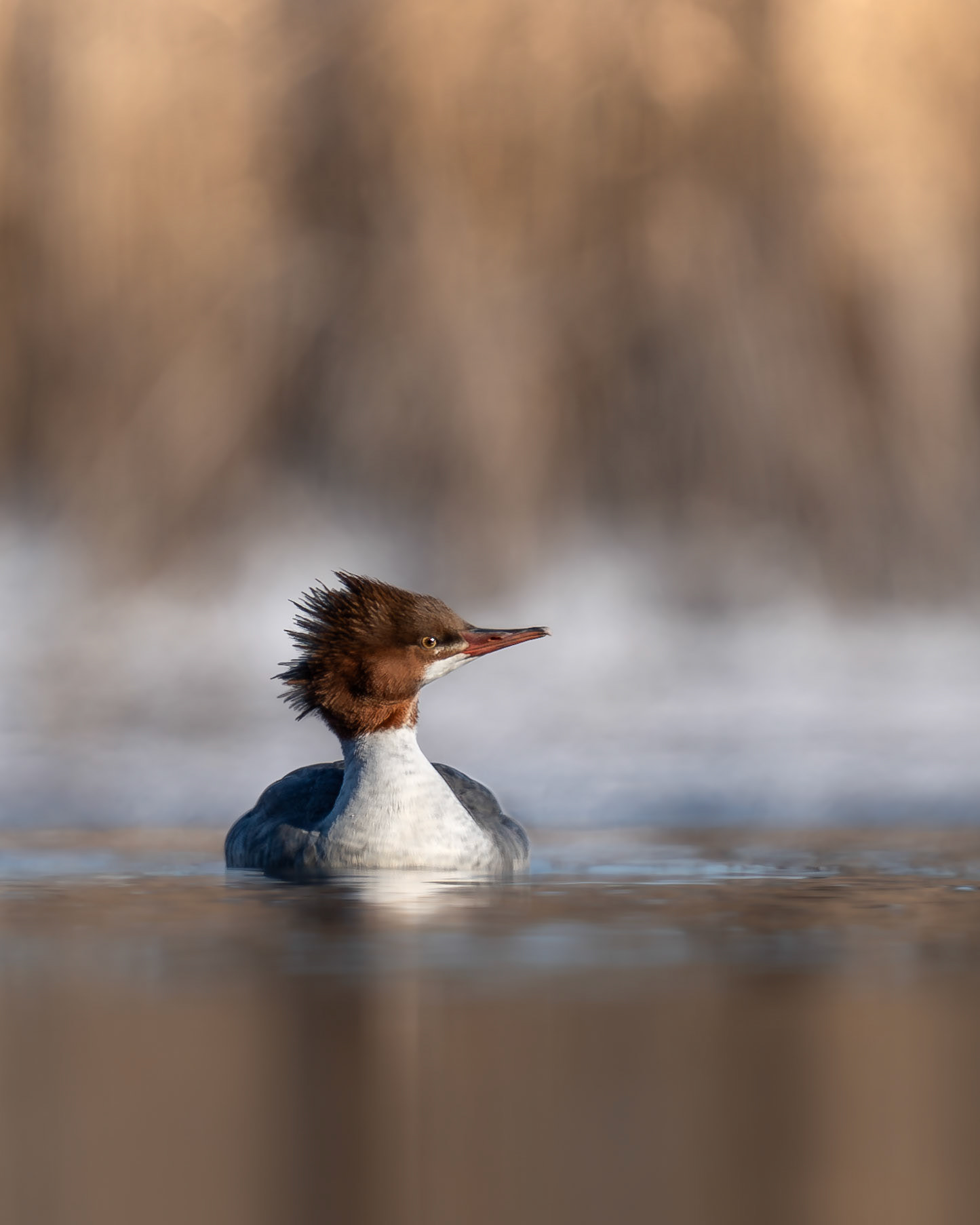 Grand harle / Common merganser