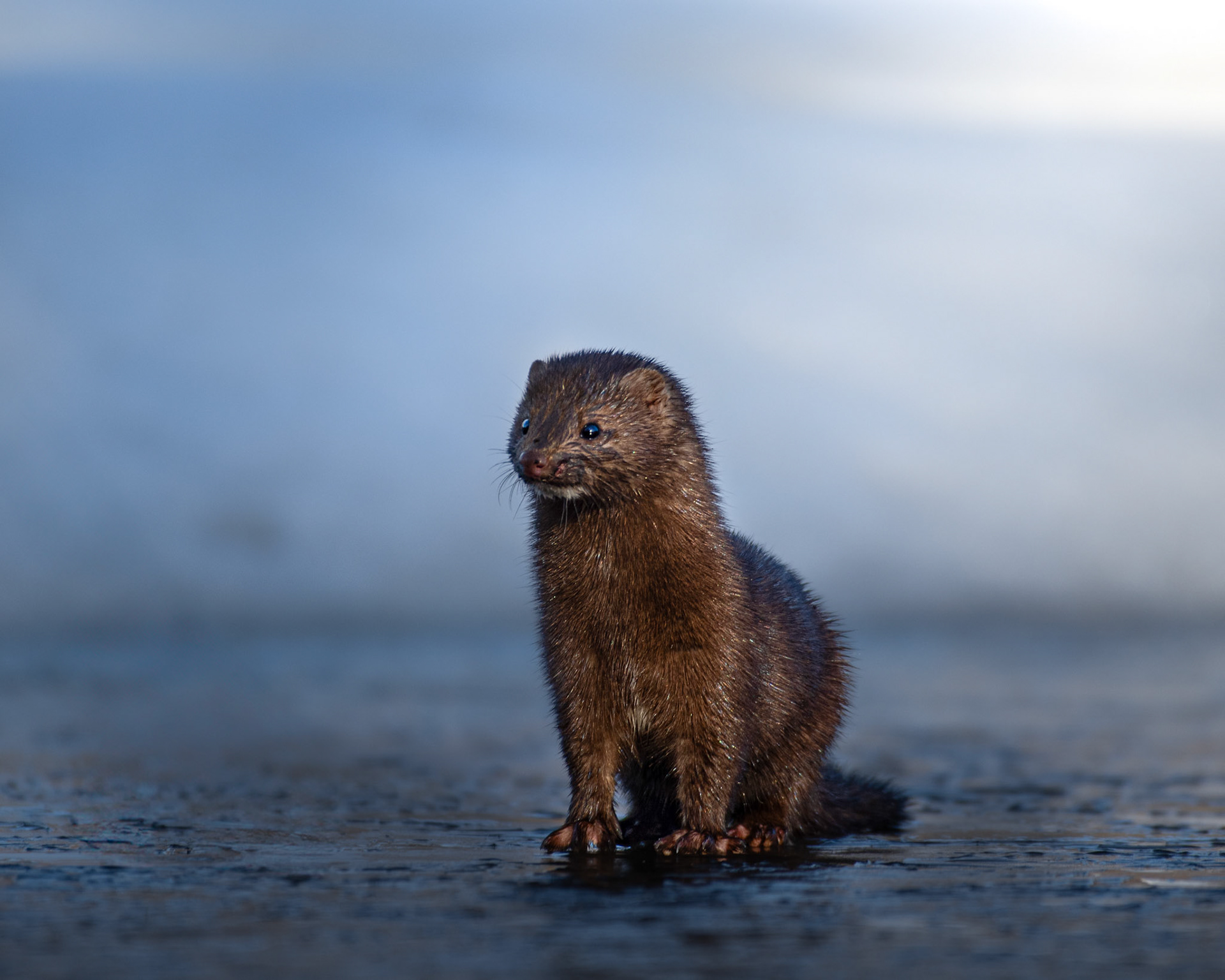 Vison d'amérique / Mink