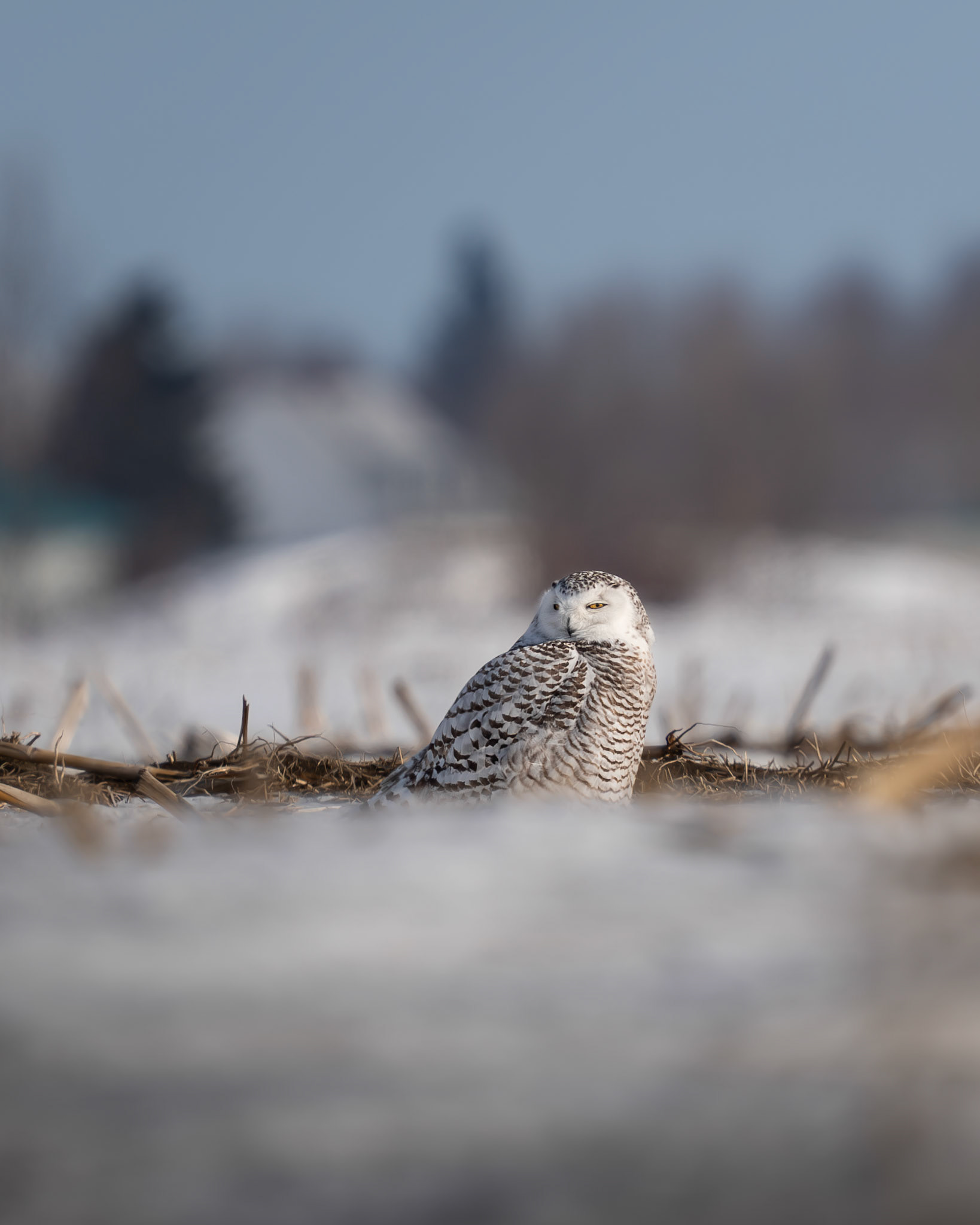 Harfang des neiges / Snowy owl
