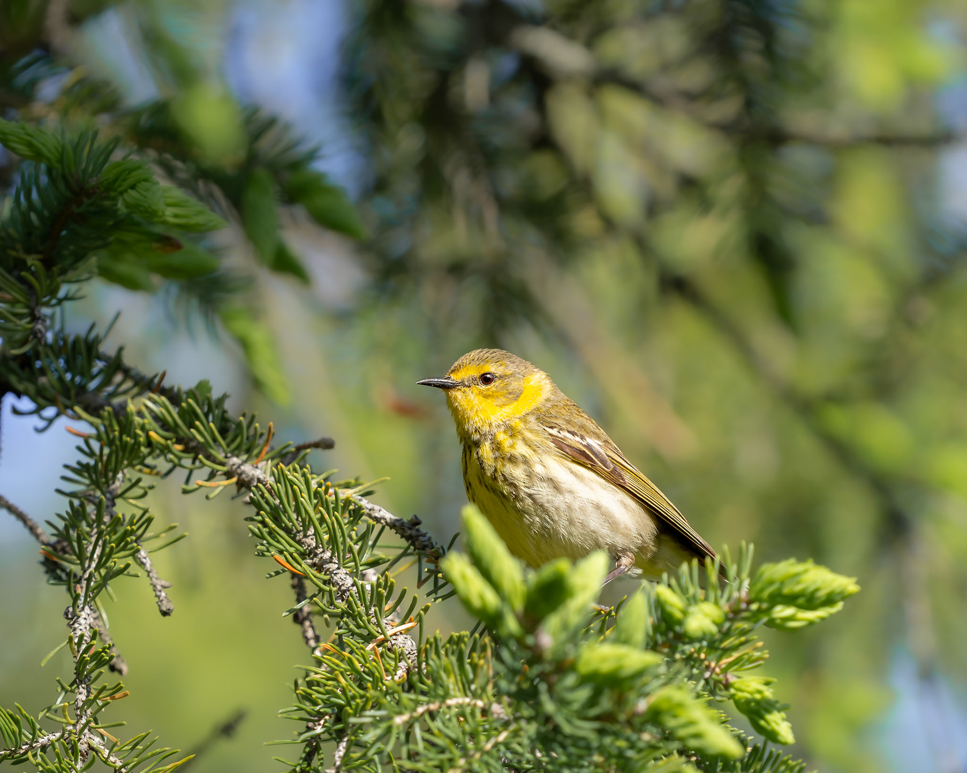 Paruline tigrée / Cape May Warbler