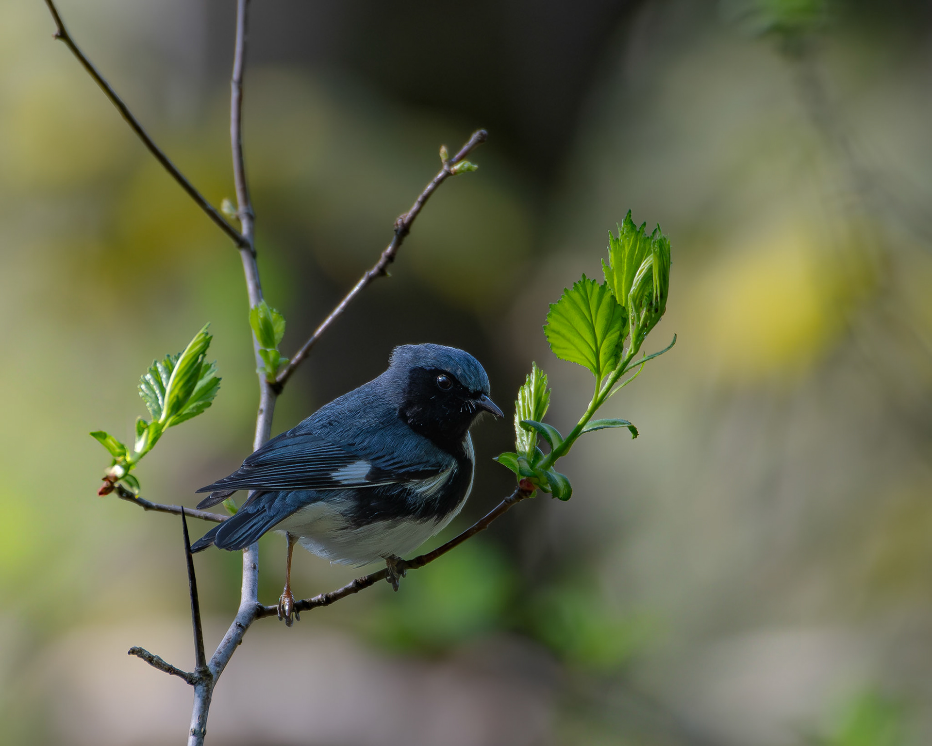 Paruline bleue / Blue warbler