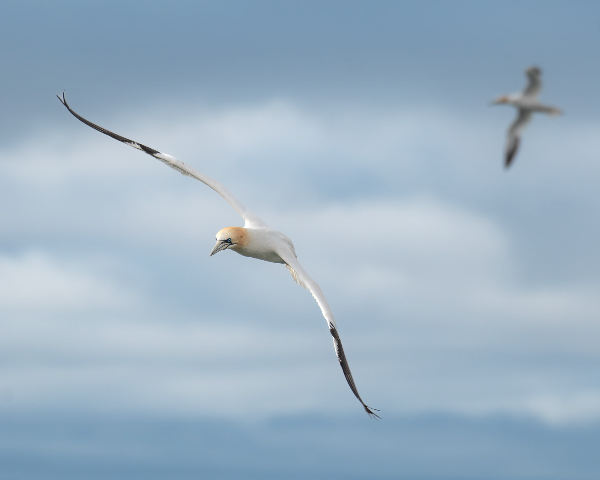 Fou de bassan / Northern gannet