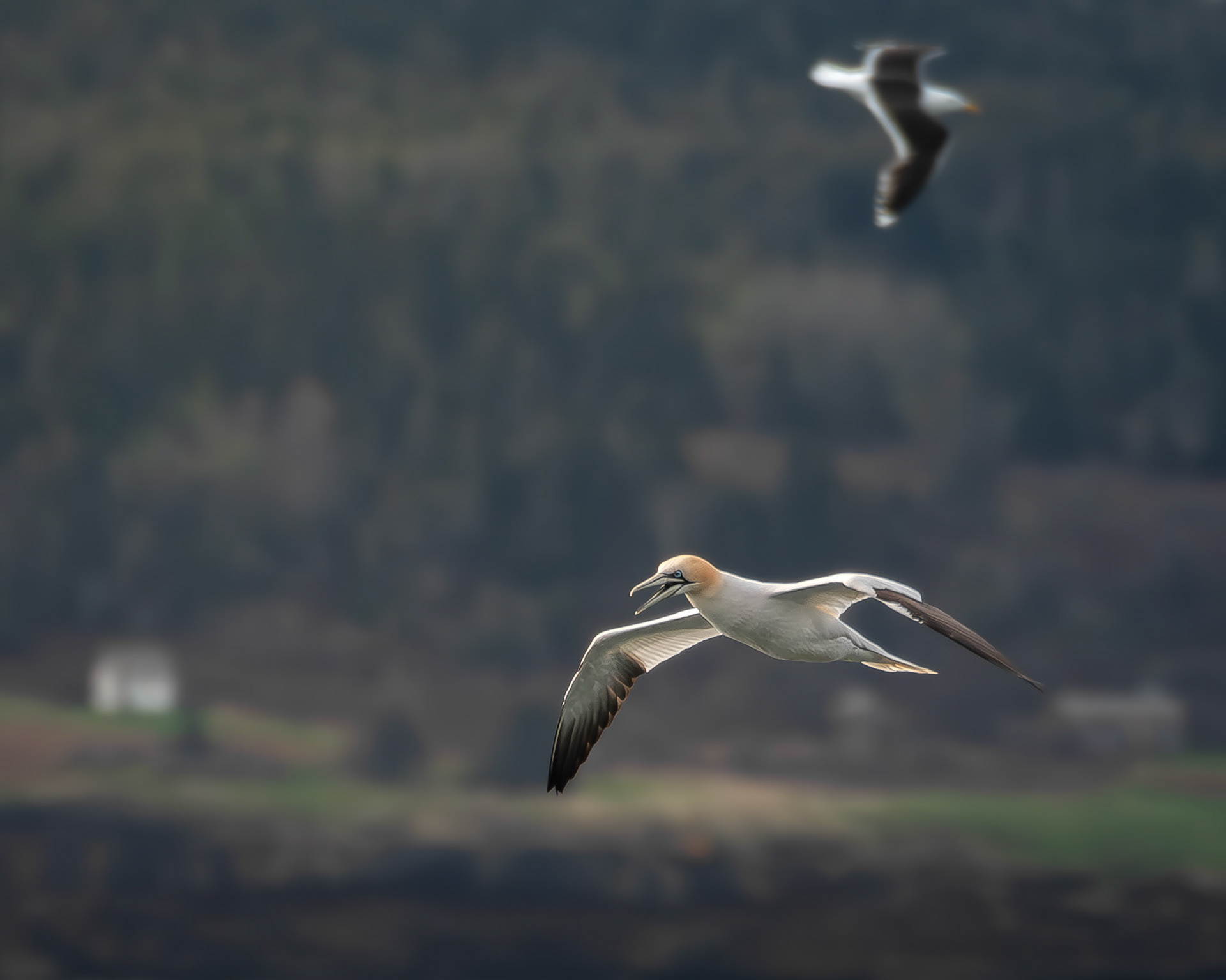 Fou de bassan / Northern gannet