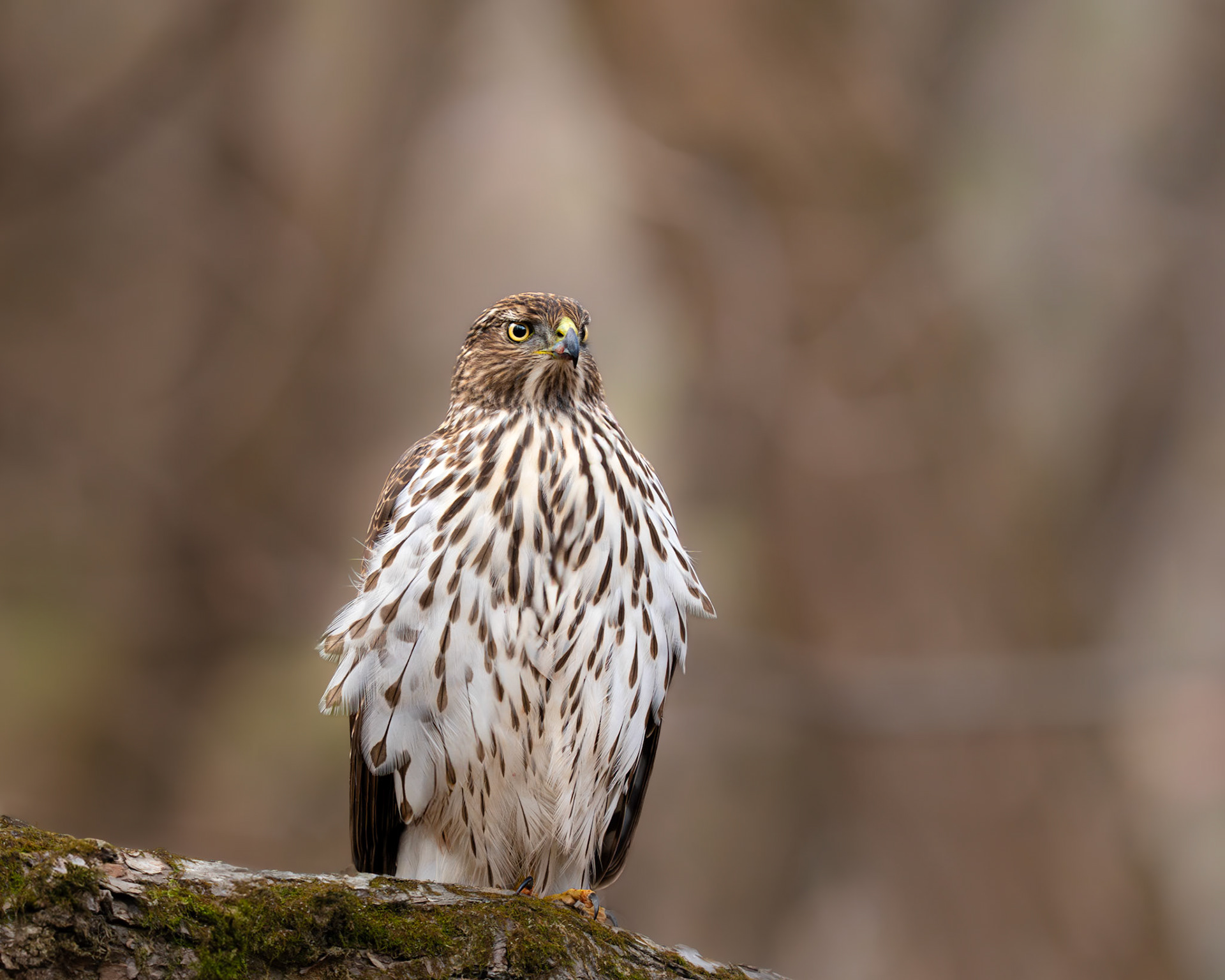 Épervier de cooper / Cooper's hawk