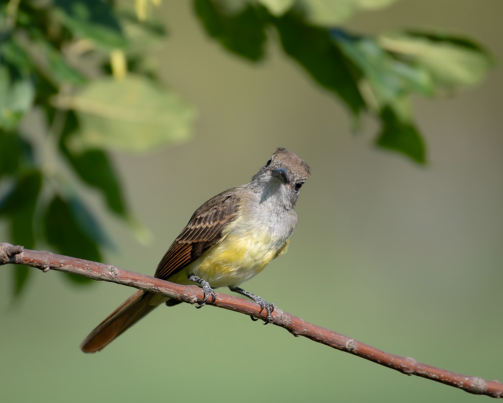Tyran huppé / Crested tyrant
