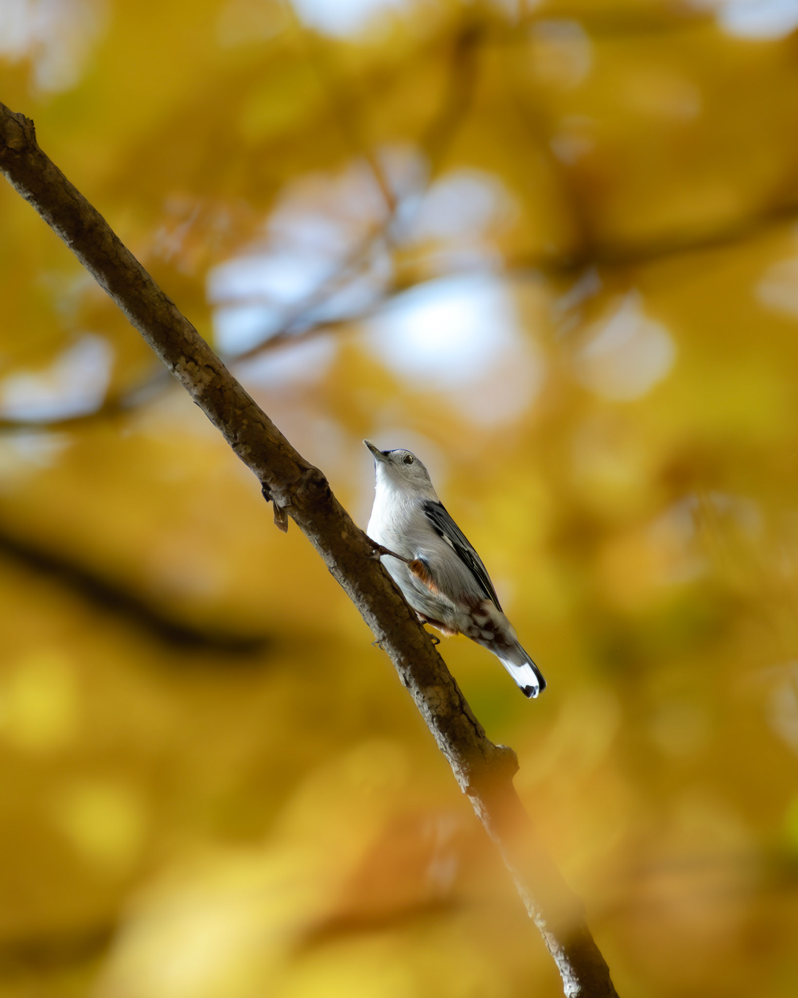 Sitelle à poitrine blanche / White-breasted nuthatch