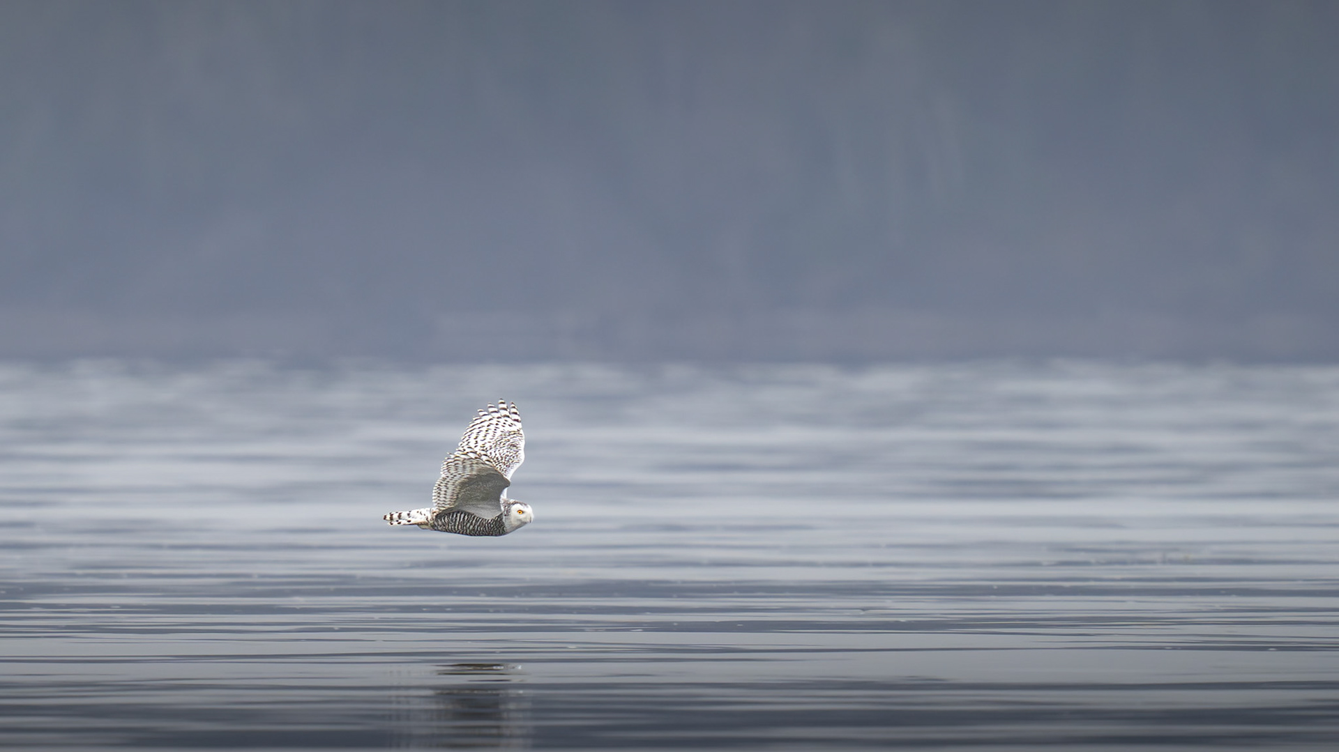 Harfang des neiges / Snowy owl