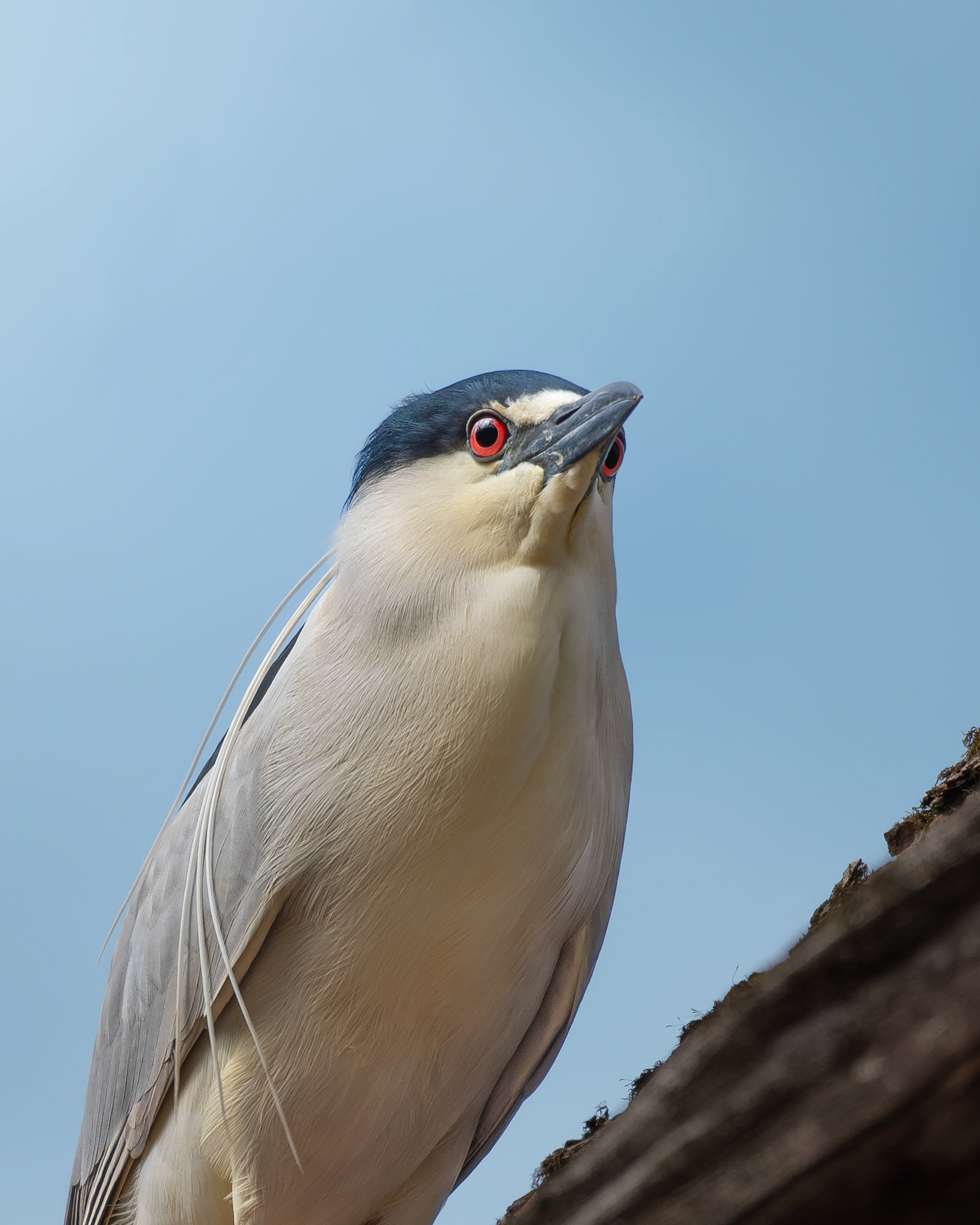 Bihoreau gris / Night heron