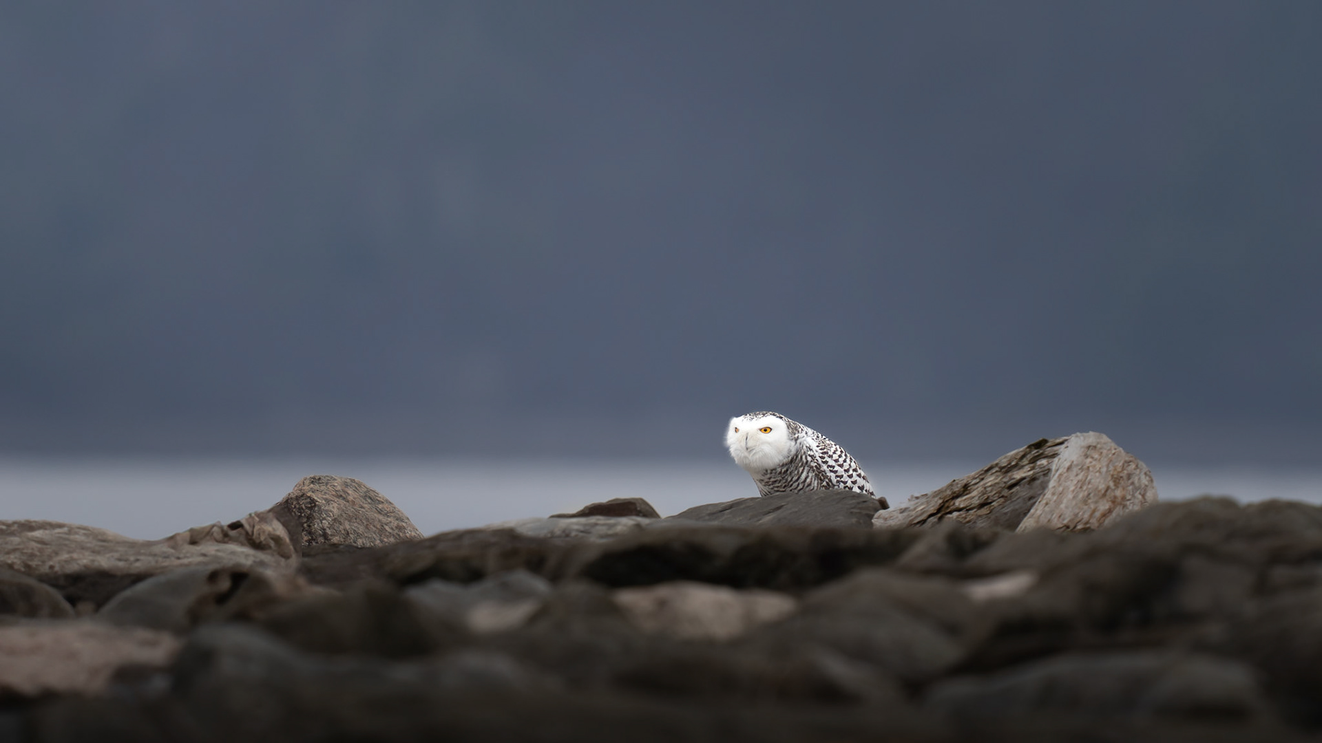 Harfang des neiges / Snowy owl