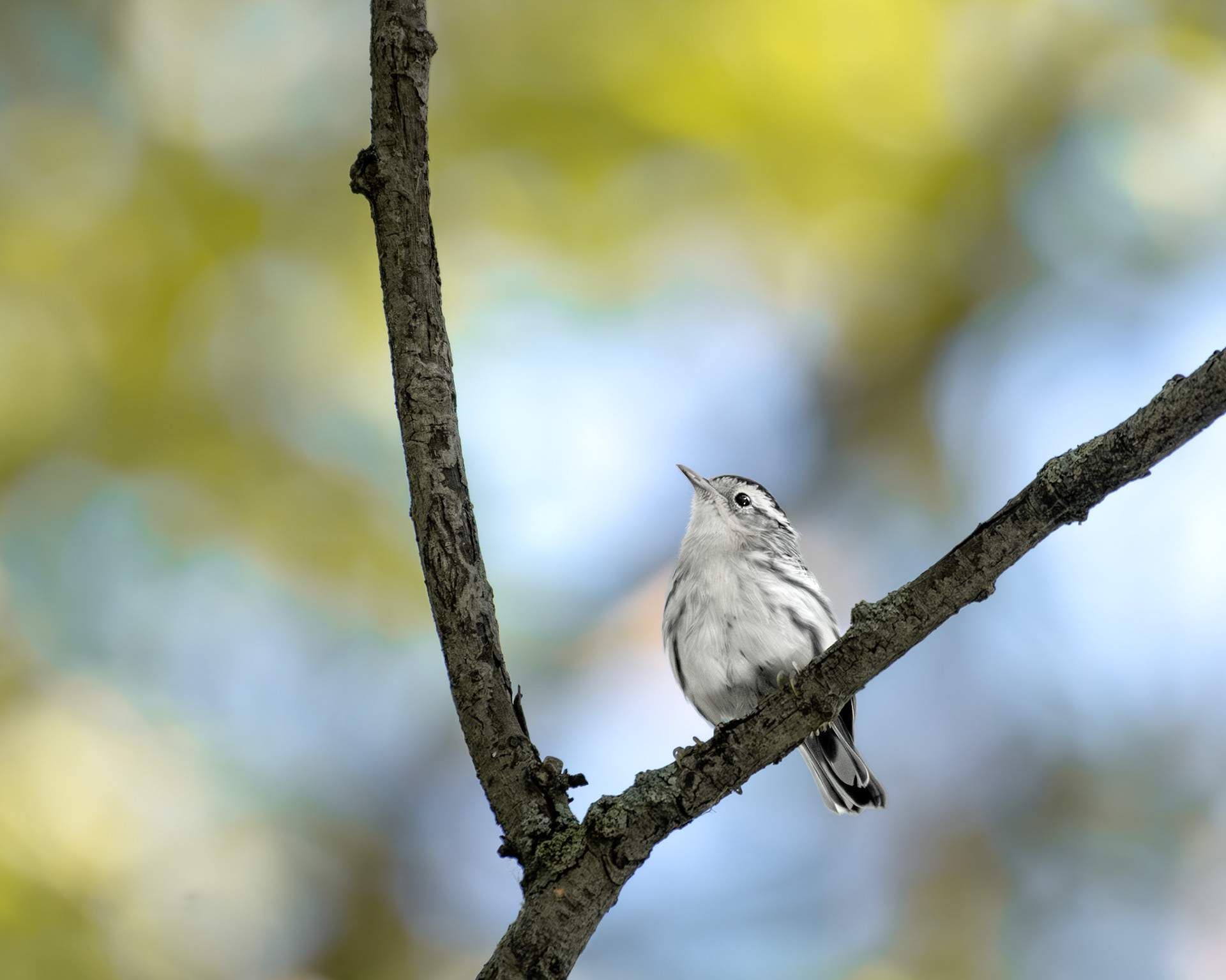 Paruline noire et blanc / Black and white warbler