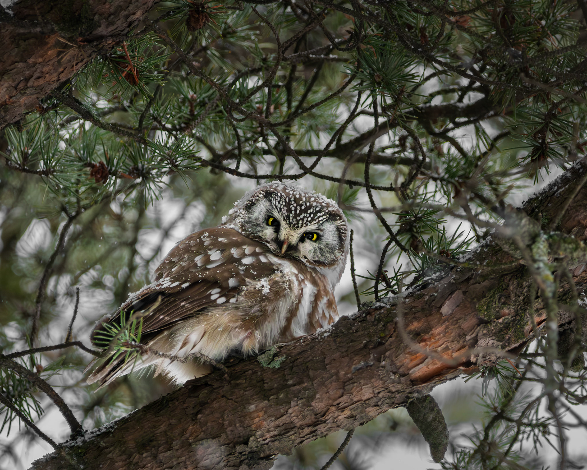 Nyctale de Tengmalm / Tengmalm's owl