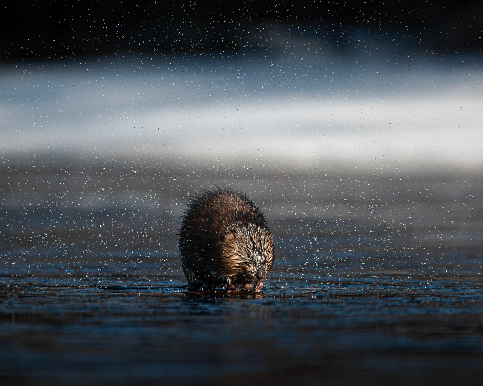 Rat musqué / Muskrat