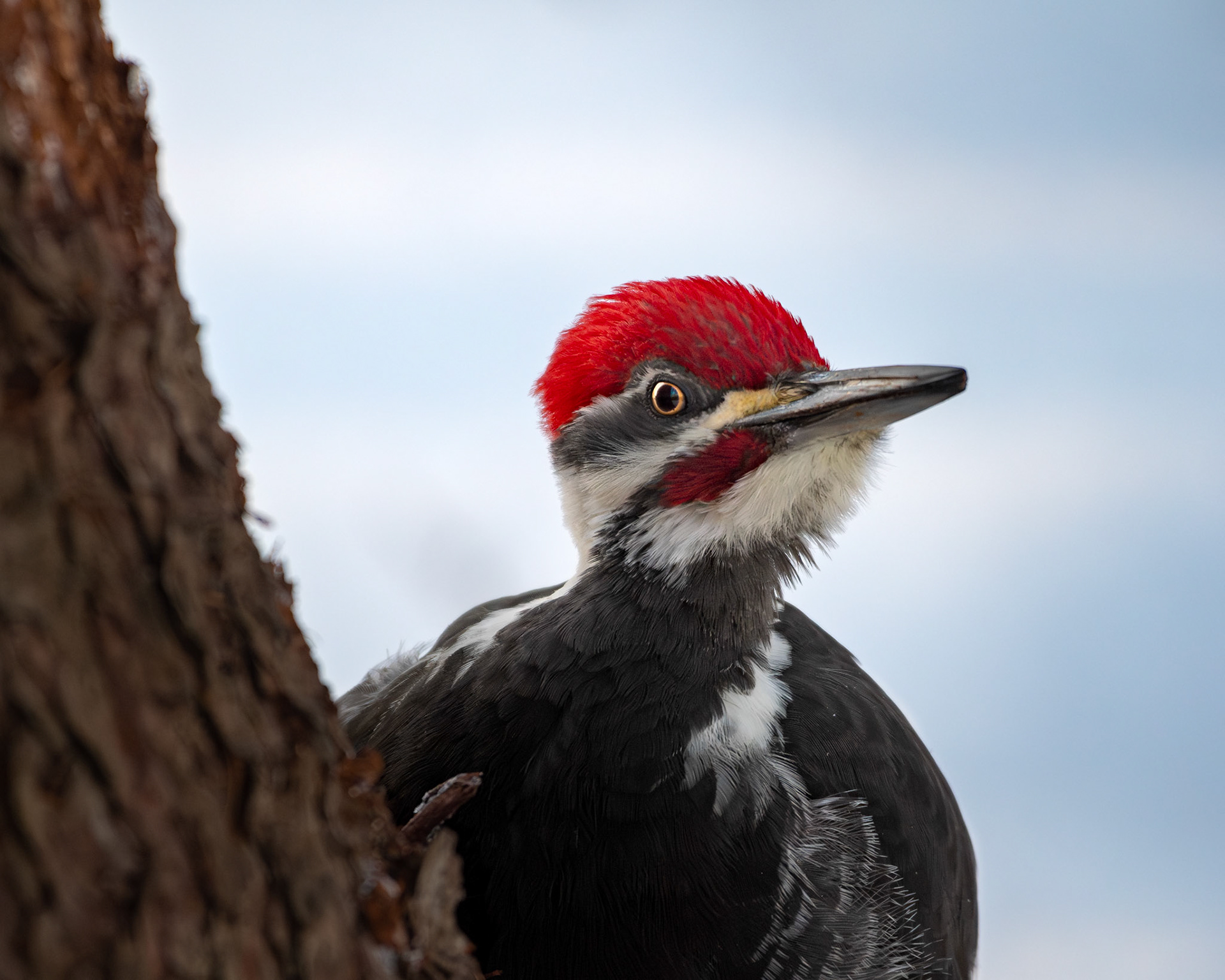 Grand pic / Pileated woodpecker