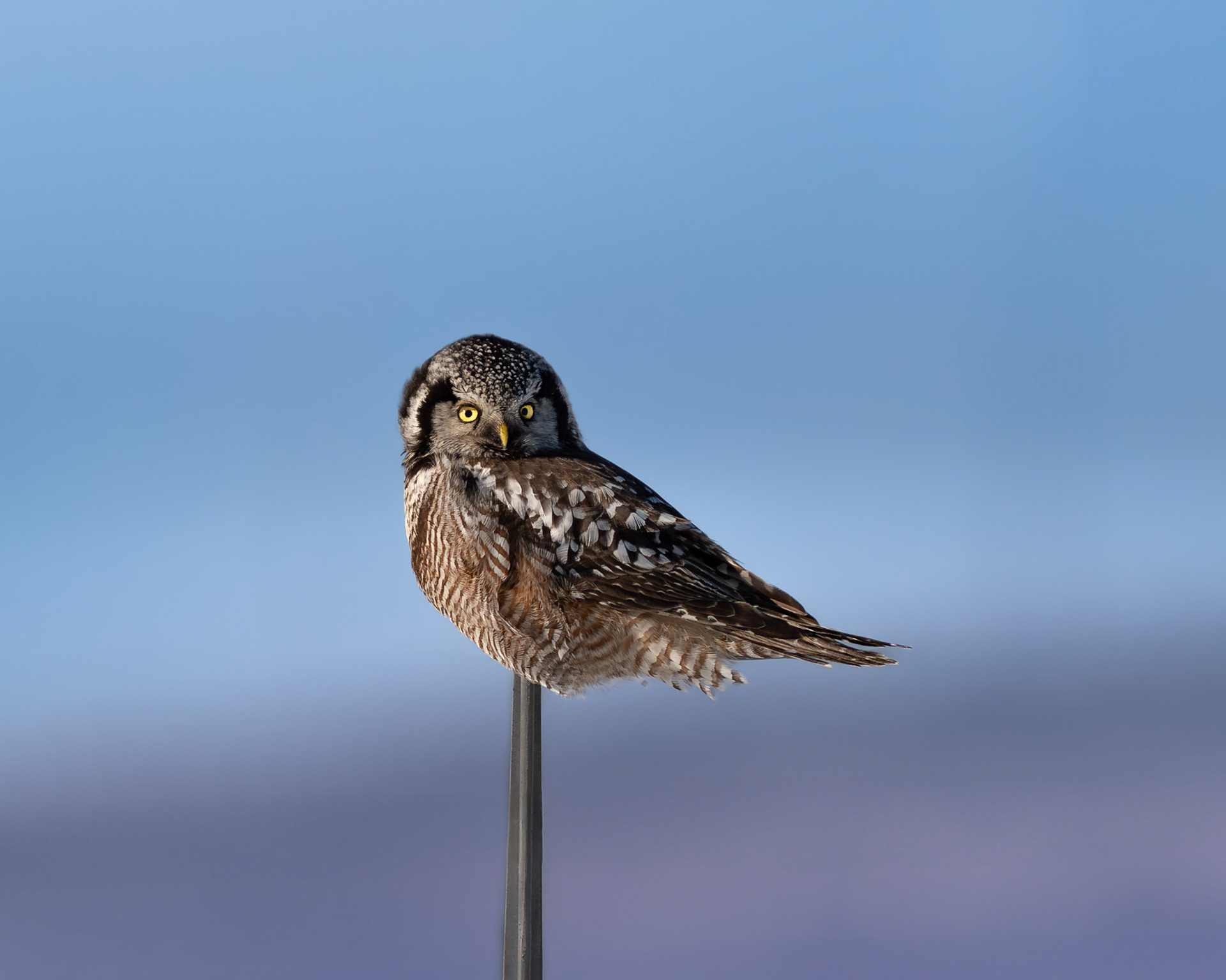 Épervière boréale / Northern hawk owl