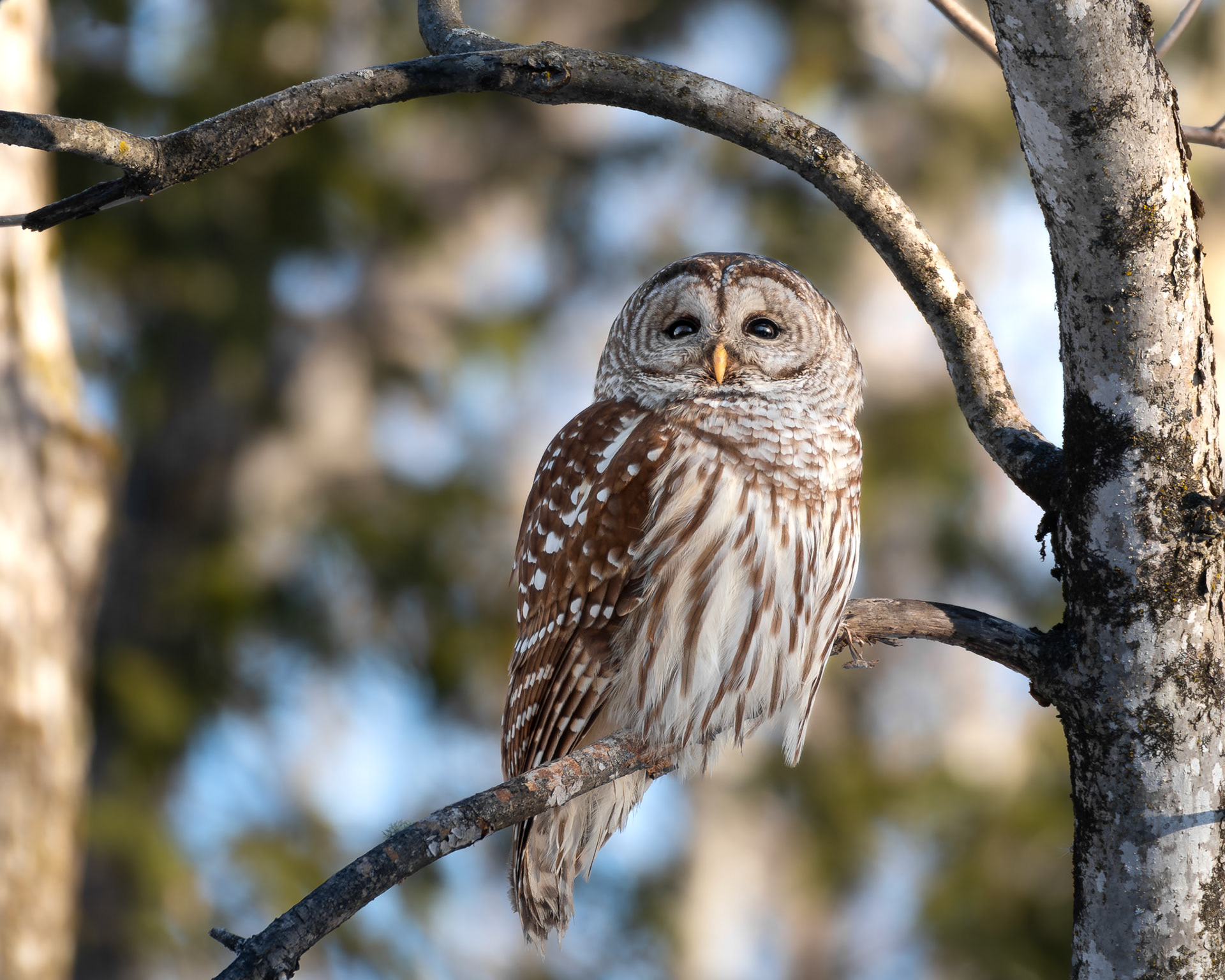 Chouette rayée / Barred owl