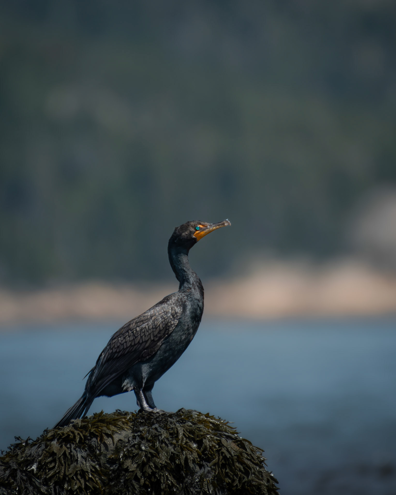 Cormoran / Cormorant