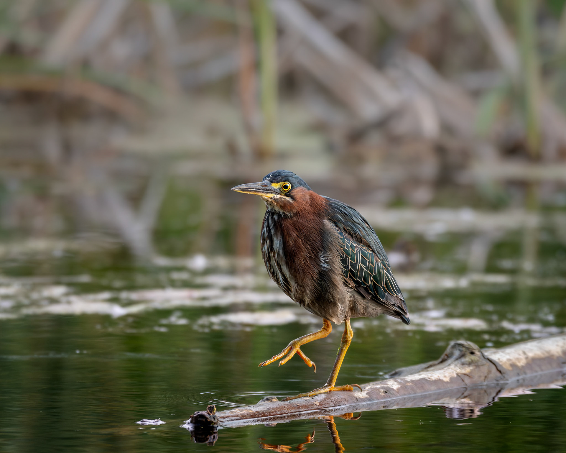 Héron vert / Green heron