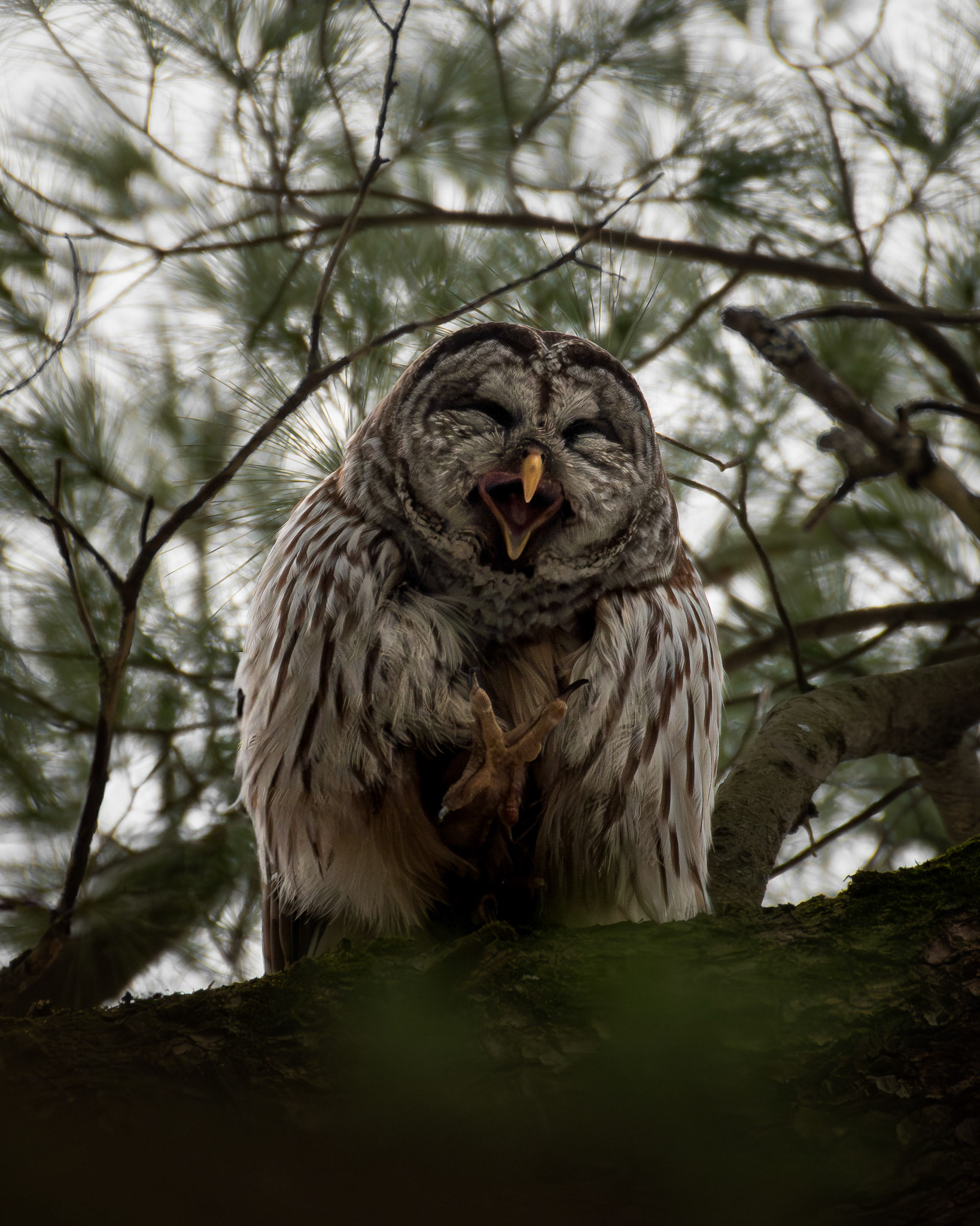 Chouette rayée / Barred owl