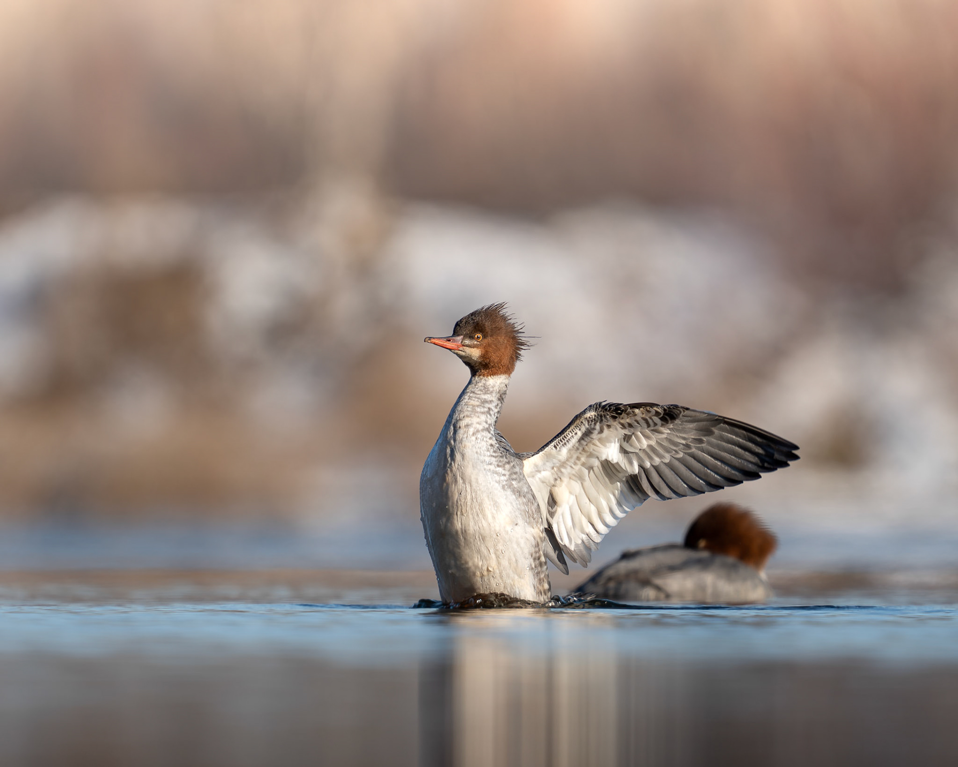 Grand harle / Common merganser