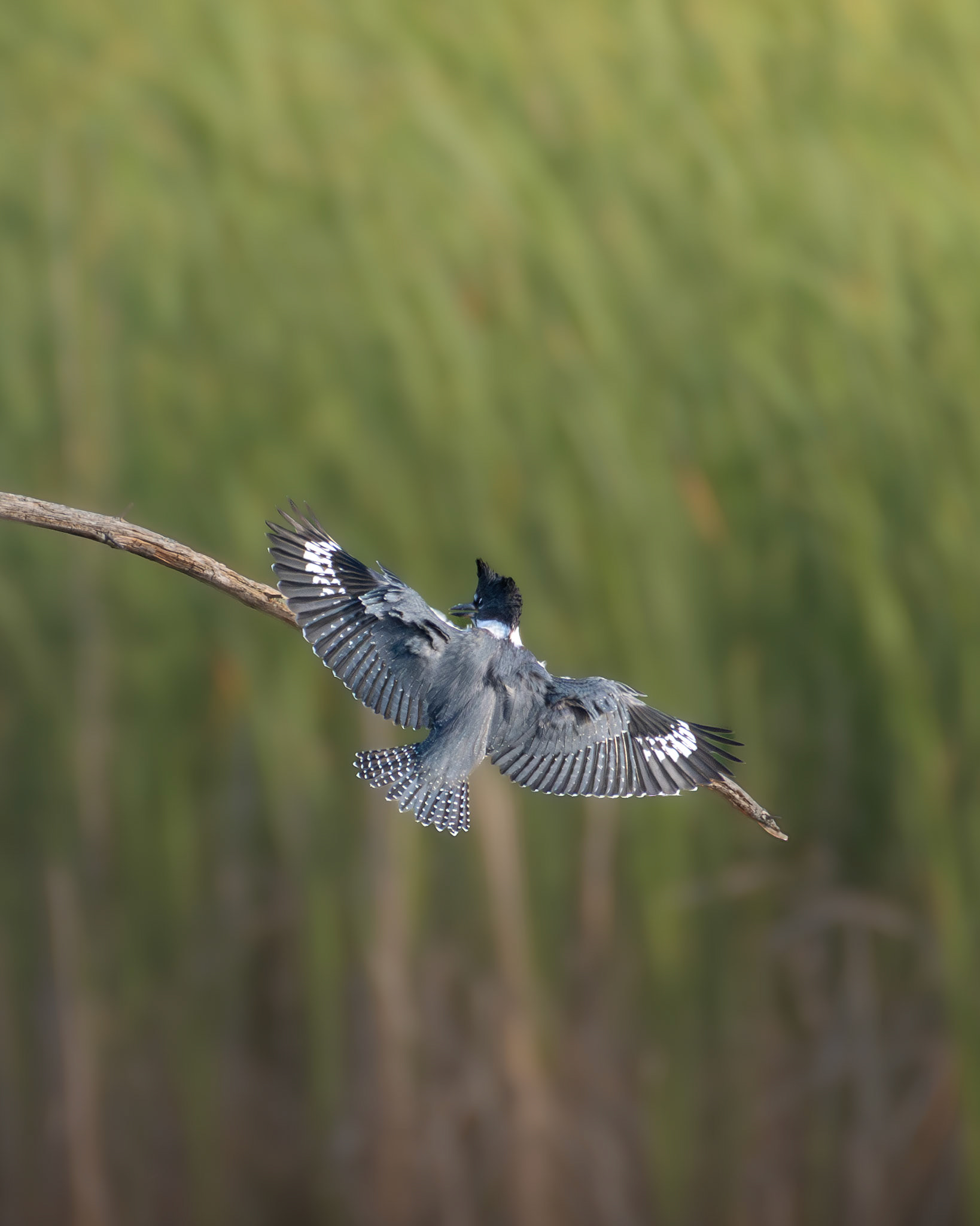 Martin-pêcheur d'amérique / Belted kingfisher
