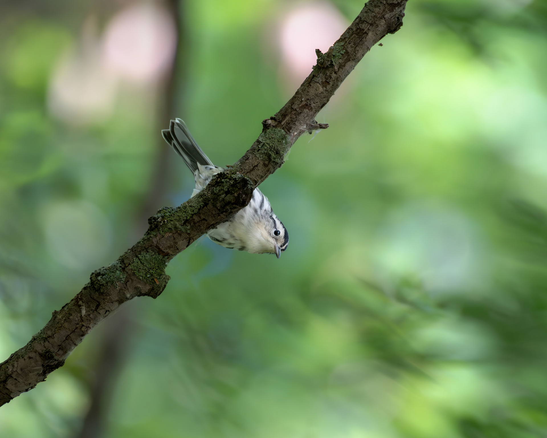 Paruline noire et blanc / Black and white warbler