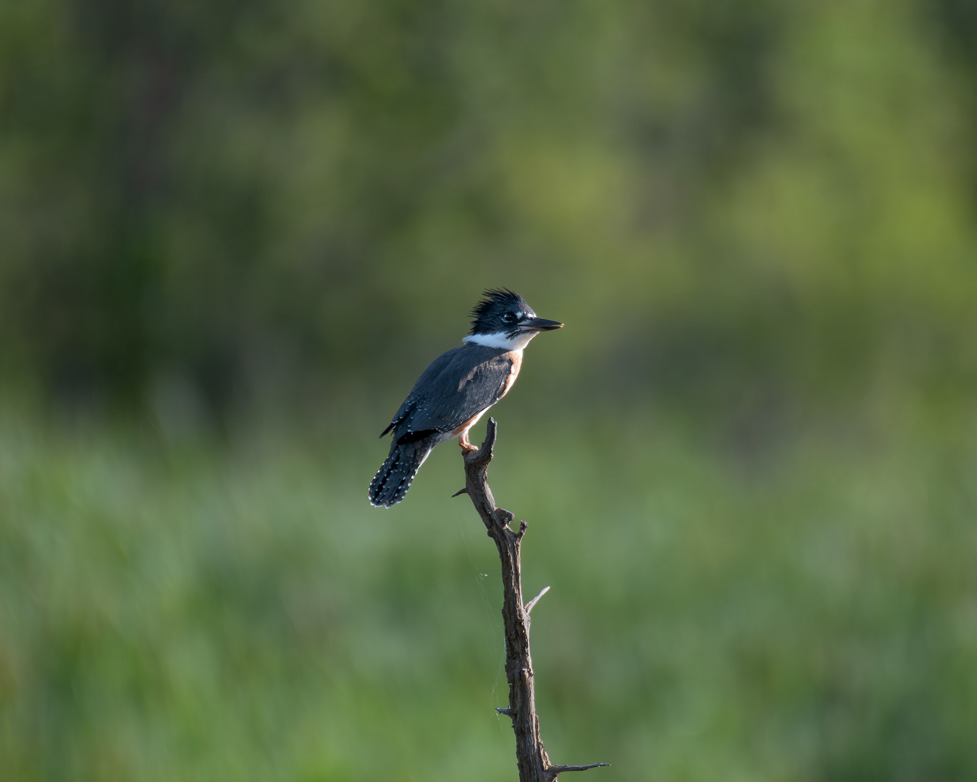 Martin-pêcheur d'amérique / Belted kingfisher