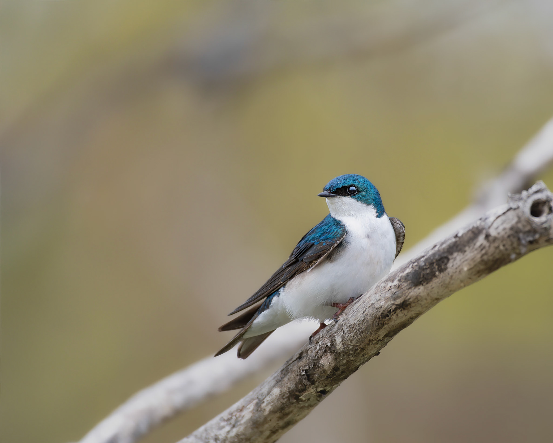 Hirondelle bicolore / Tree swallow