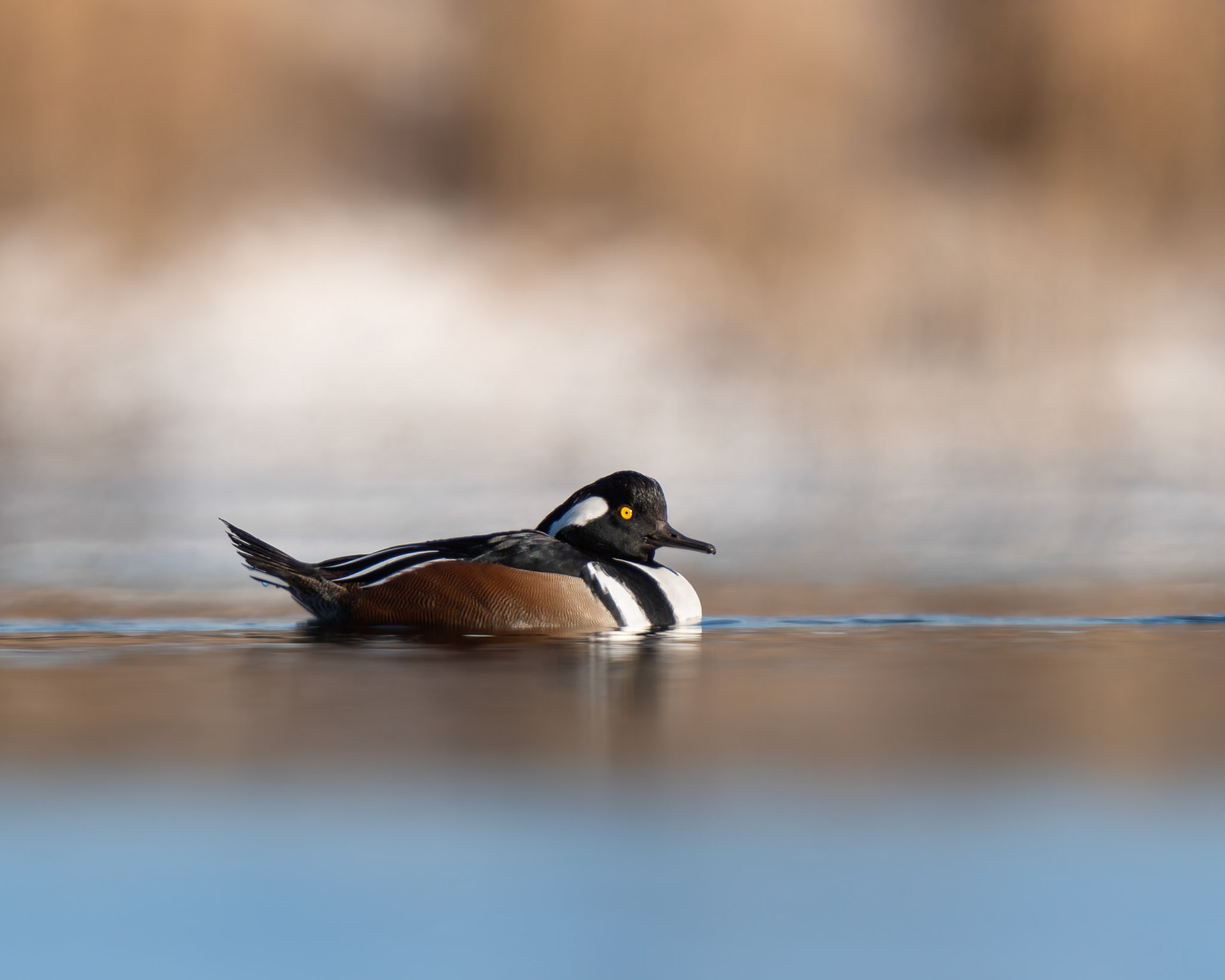 Harle couronné / Hooded merganser