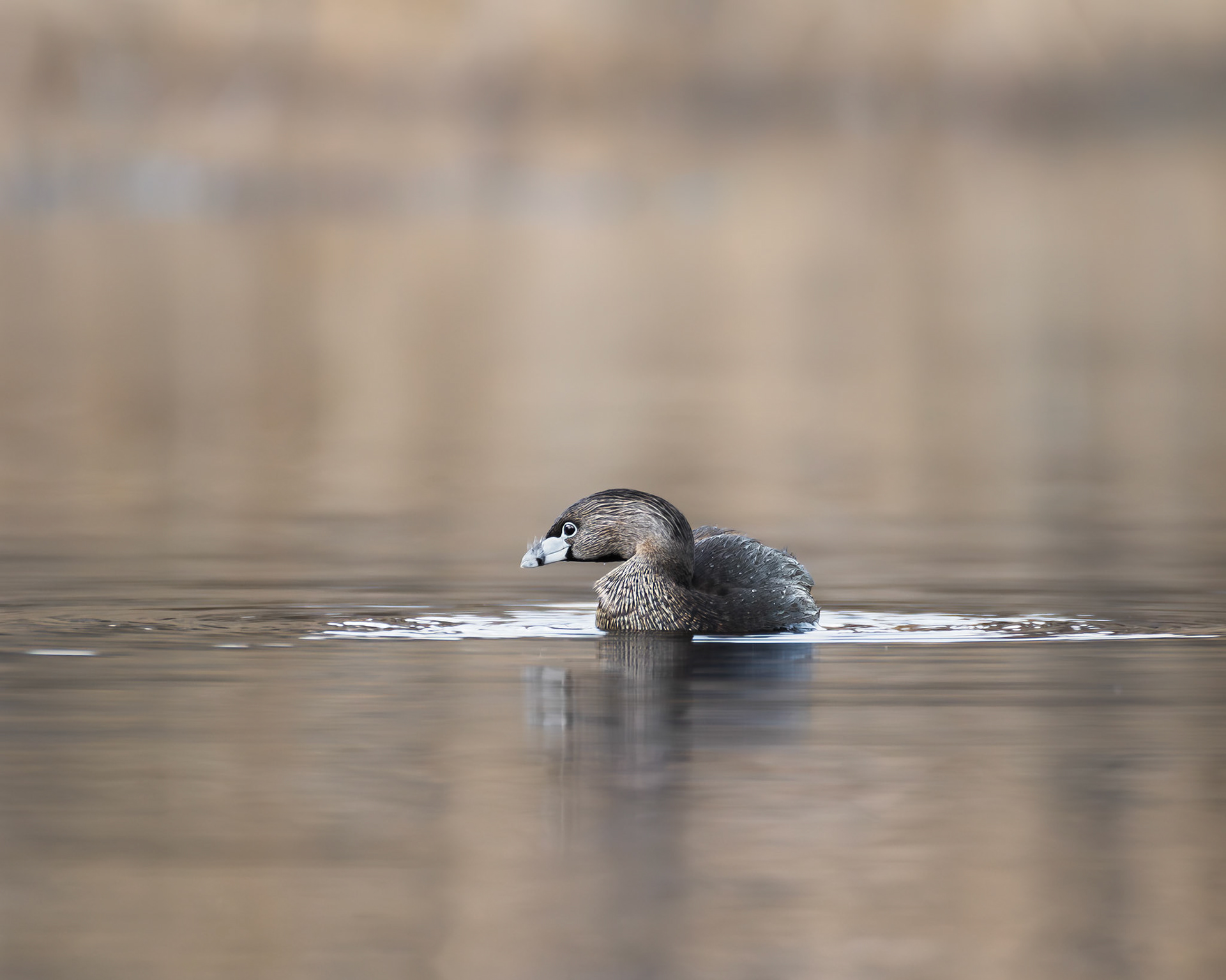 Grèbe à bec bigarré / Pied-billed Grebe