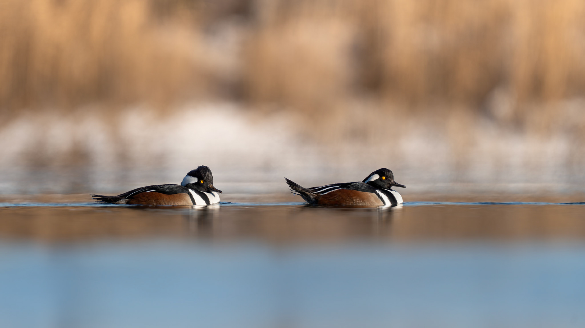 Harles couronnés / Hooded mergansers