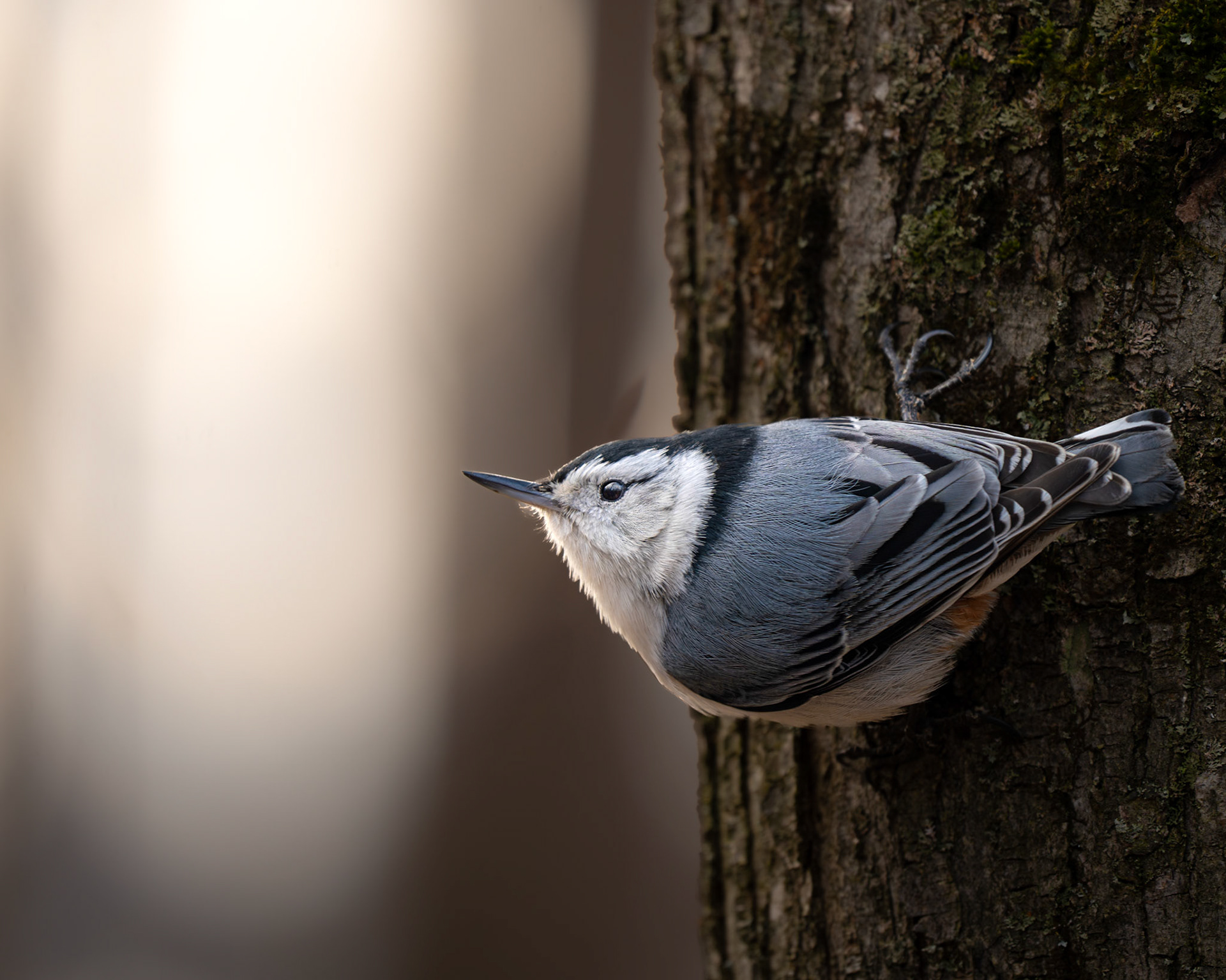 Sitelle à poitrine blanche / White-breasted nuthatch