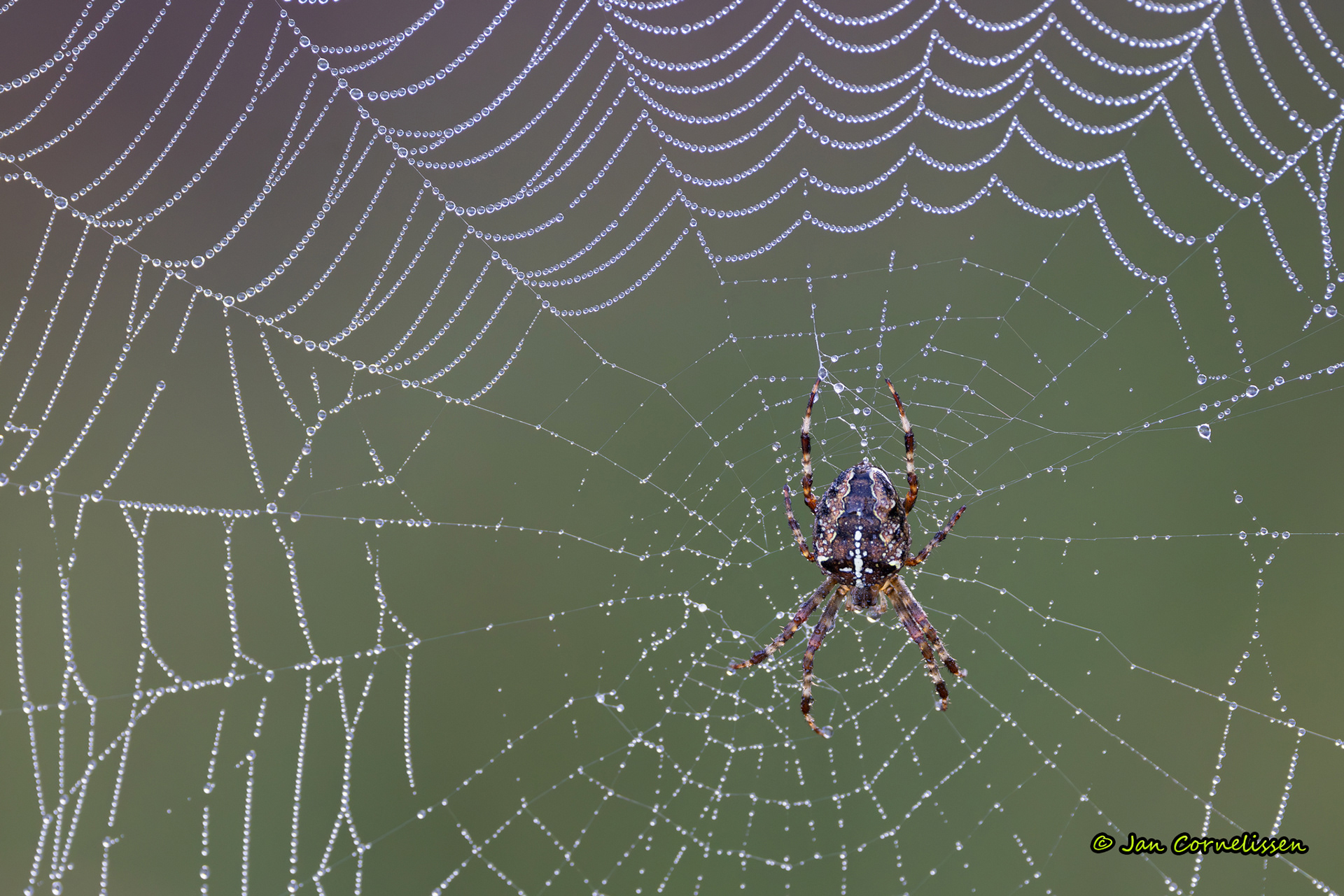 Kruisspin - Araneus diadematus (Pelt, B) 2023