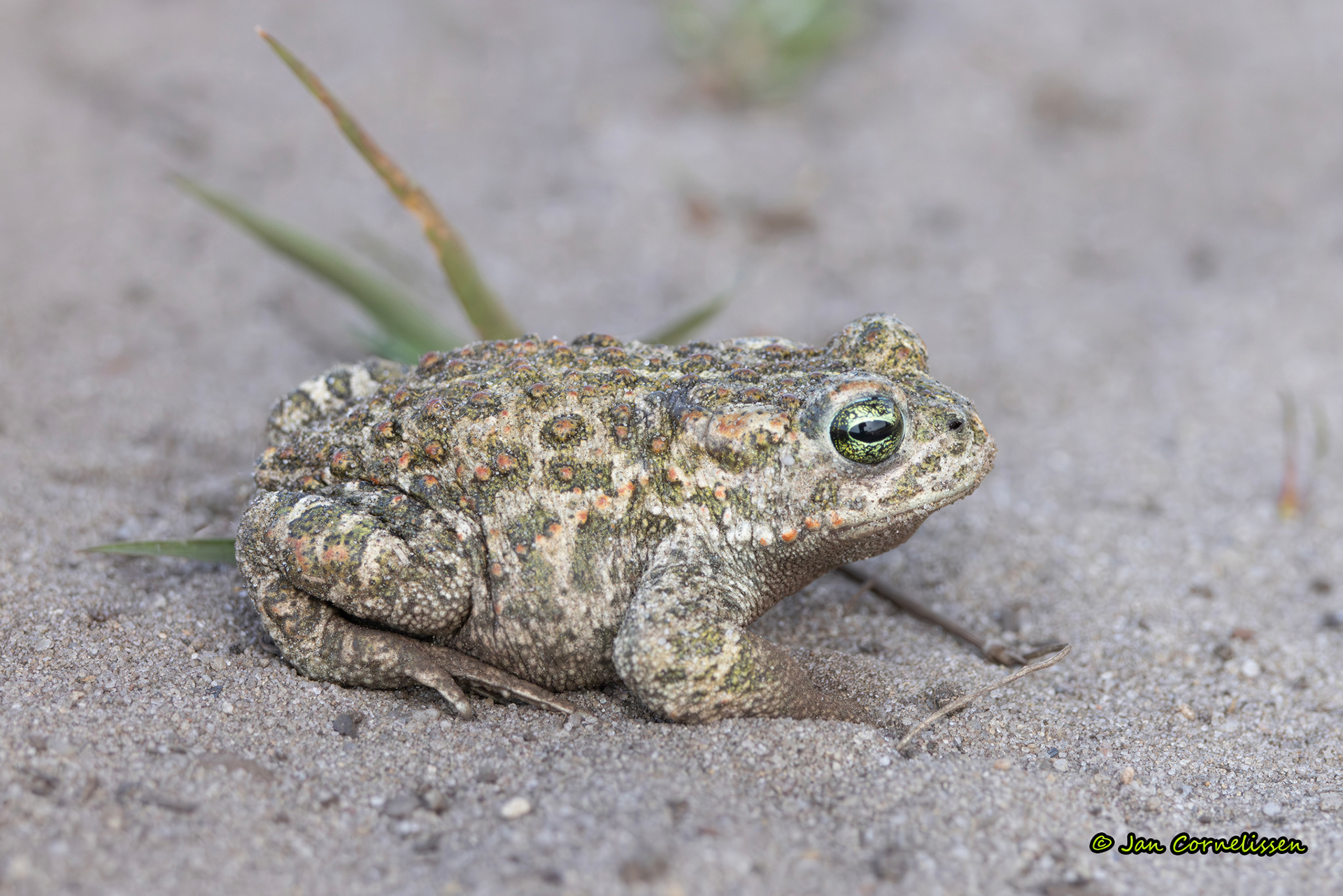 Rugstreeppad - Epidalea calamita (Pelt, B) 2025