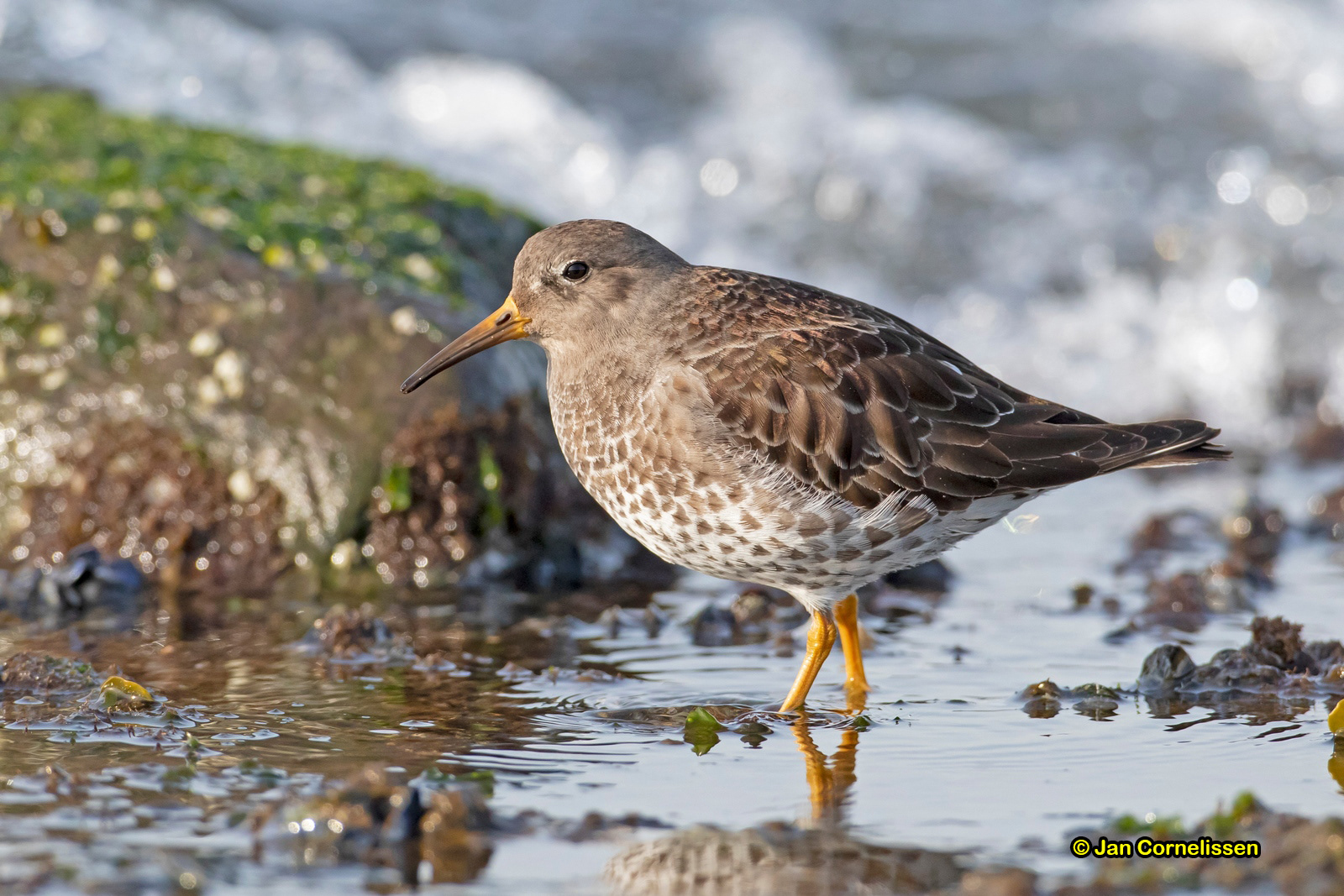 Paarse strandloper