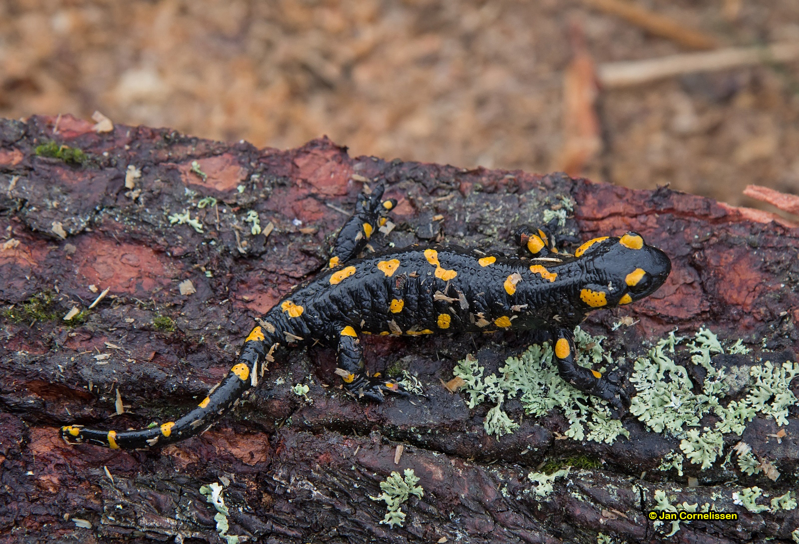 Vuursalamander - Salamandra salamandra (Karpaten, RO) 2013