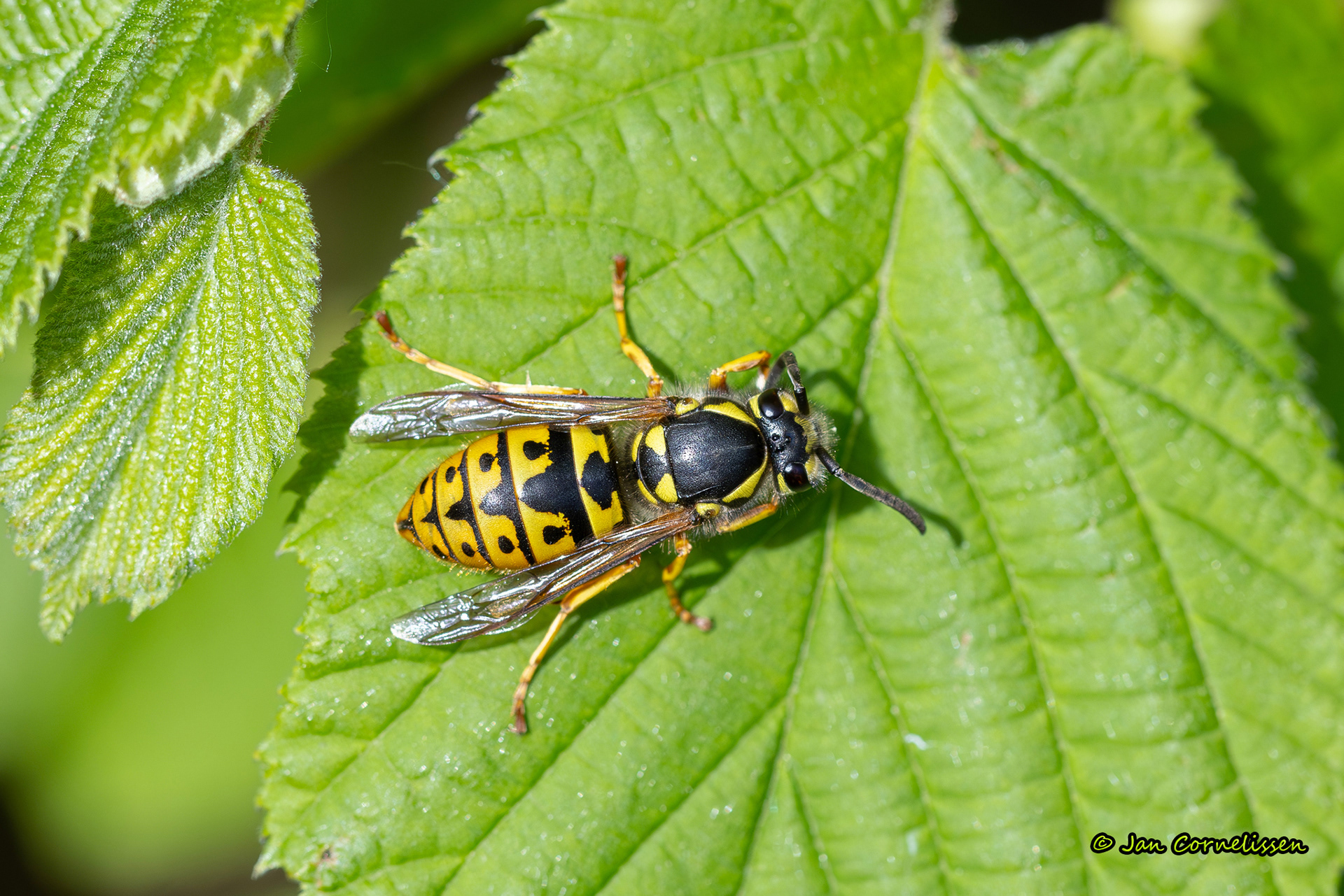 Duitse wesp - Vespula germanica (Pelt, B) 2024